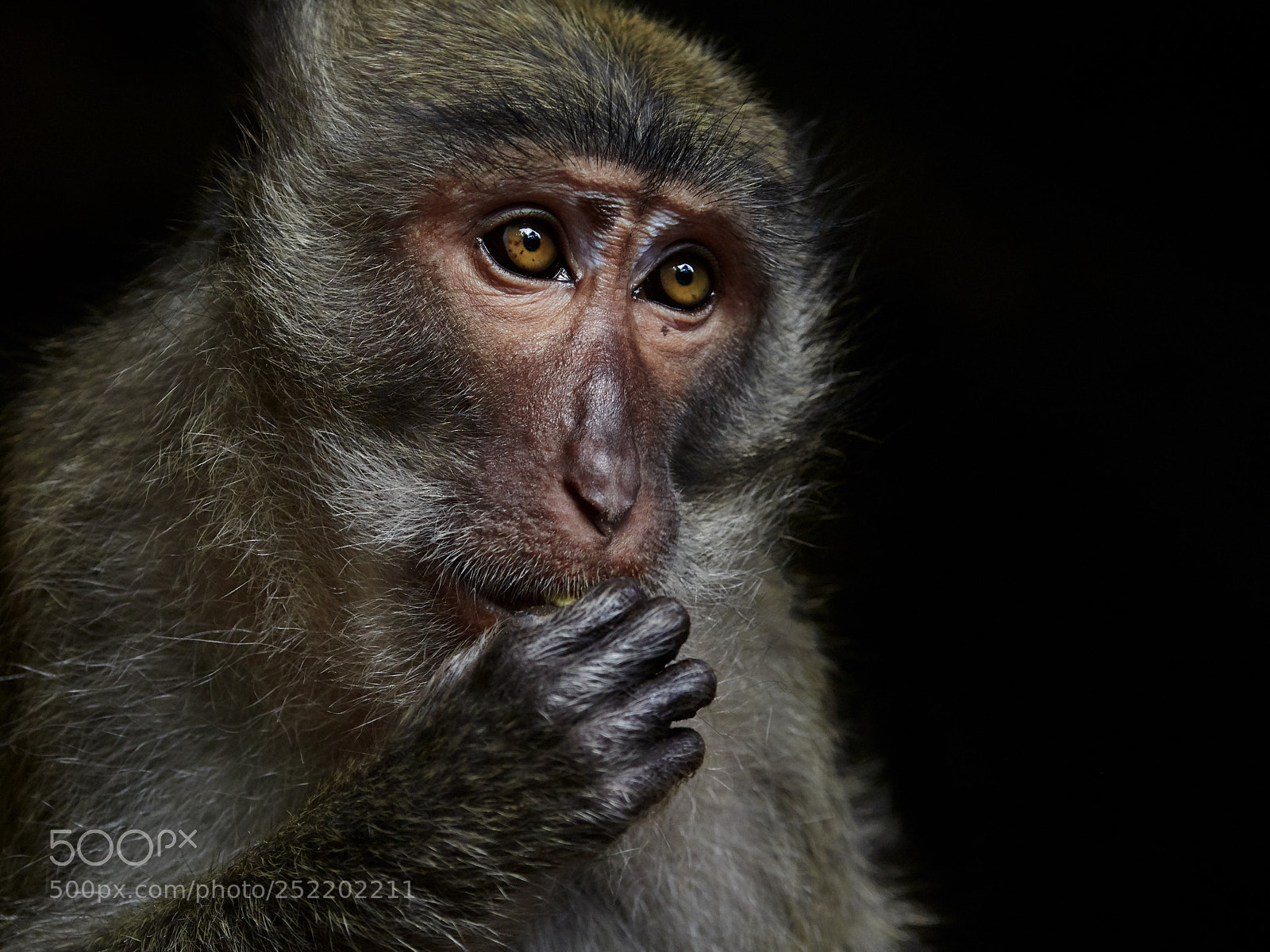 Olympus OM-D E-M1 Mark II sample photo. Monkey @ wat suwan khuha photography