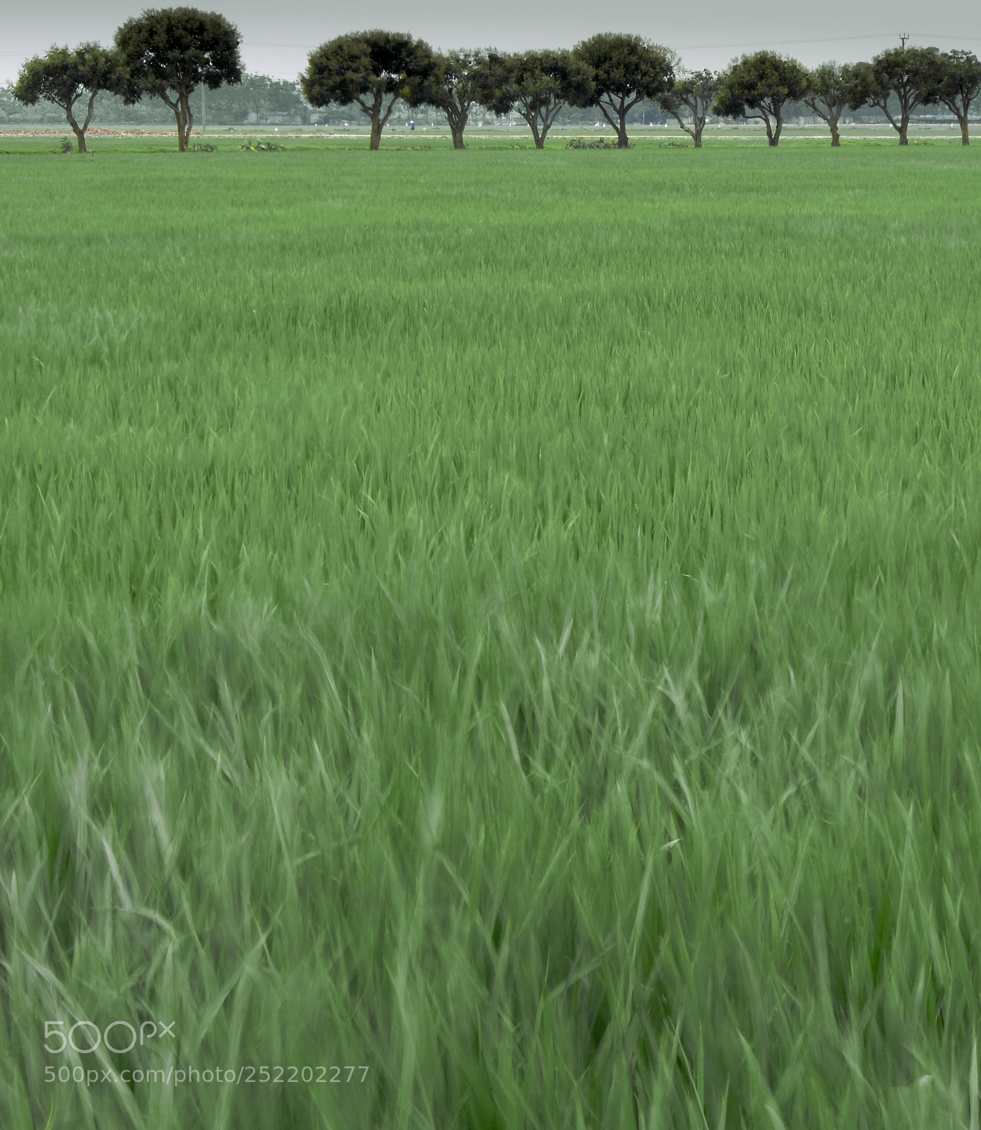 Fujifilm X-T2 sample photo. Rice field photography