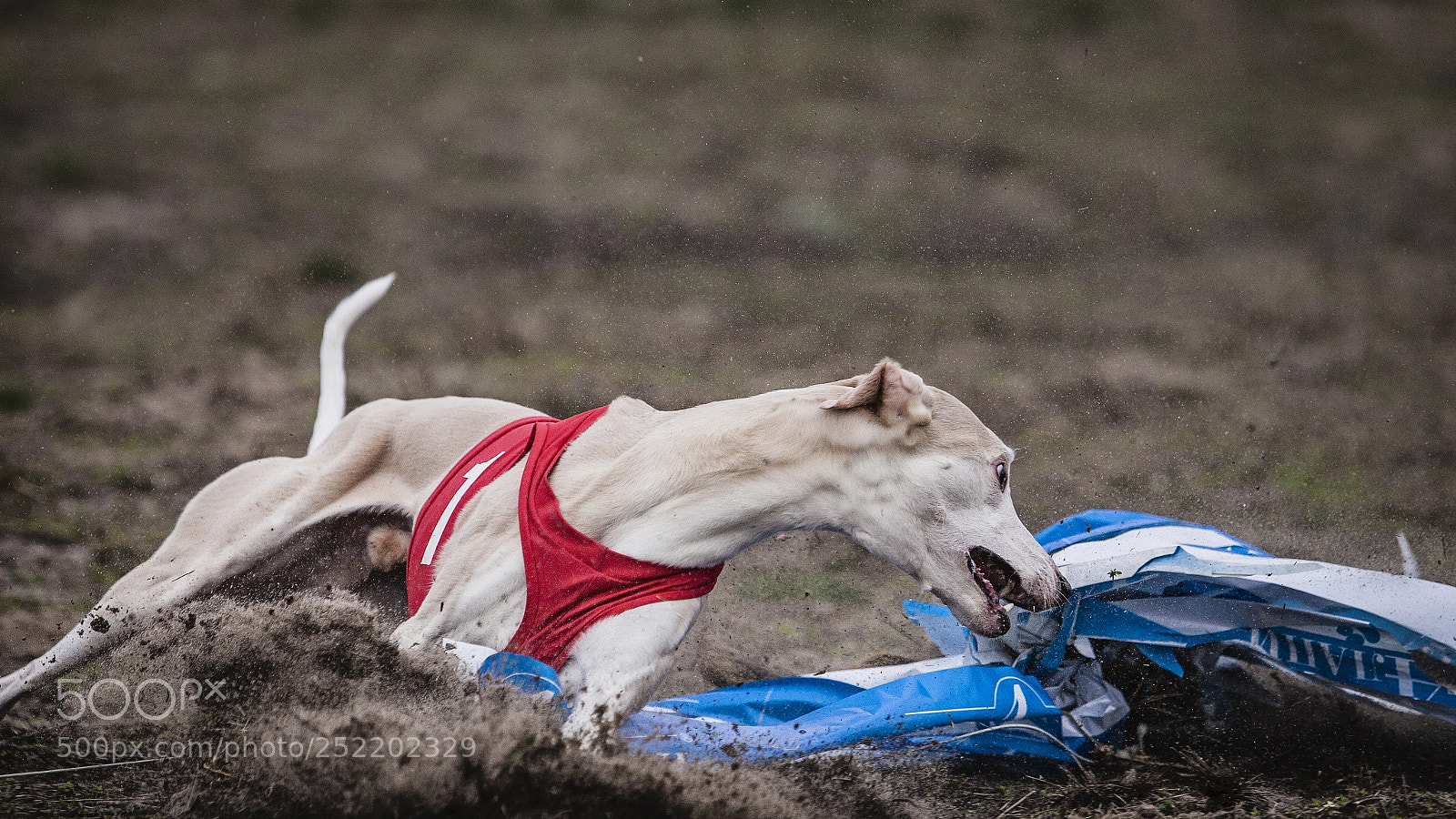 Canon EOS 5D Mark II sample photo. Whippet dog running in photography
