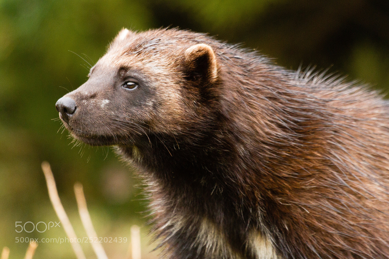 Canon EOS 7D sample photo. The wolverine photography