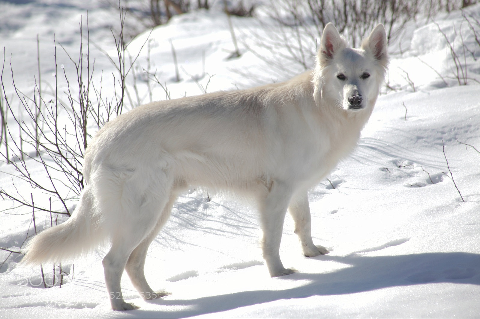 Canon EOS 5D Mark II sample photo. White in snow photography