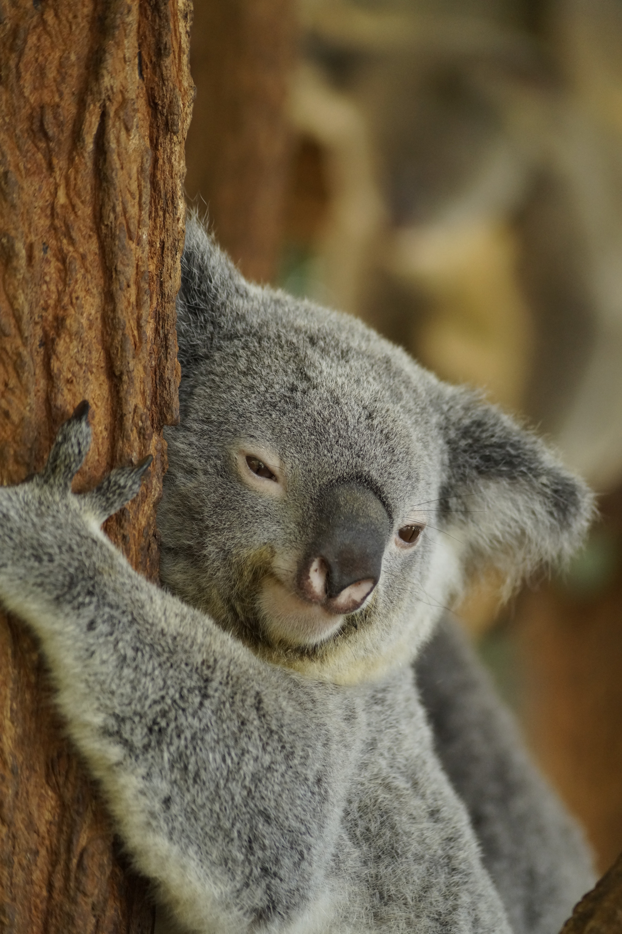 Sony DT 55-200mm F4-5.6 SAM sample photo. Australia_2017 photography