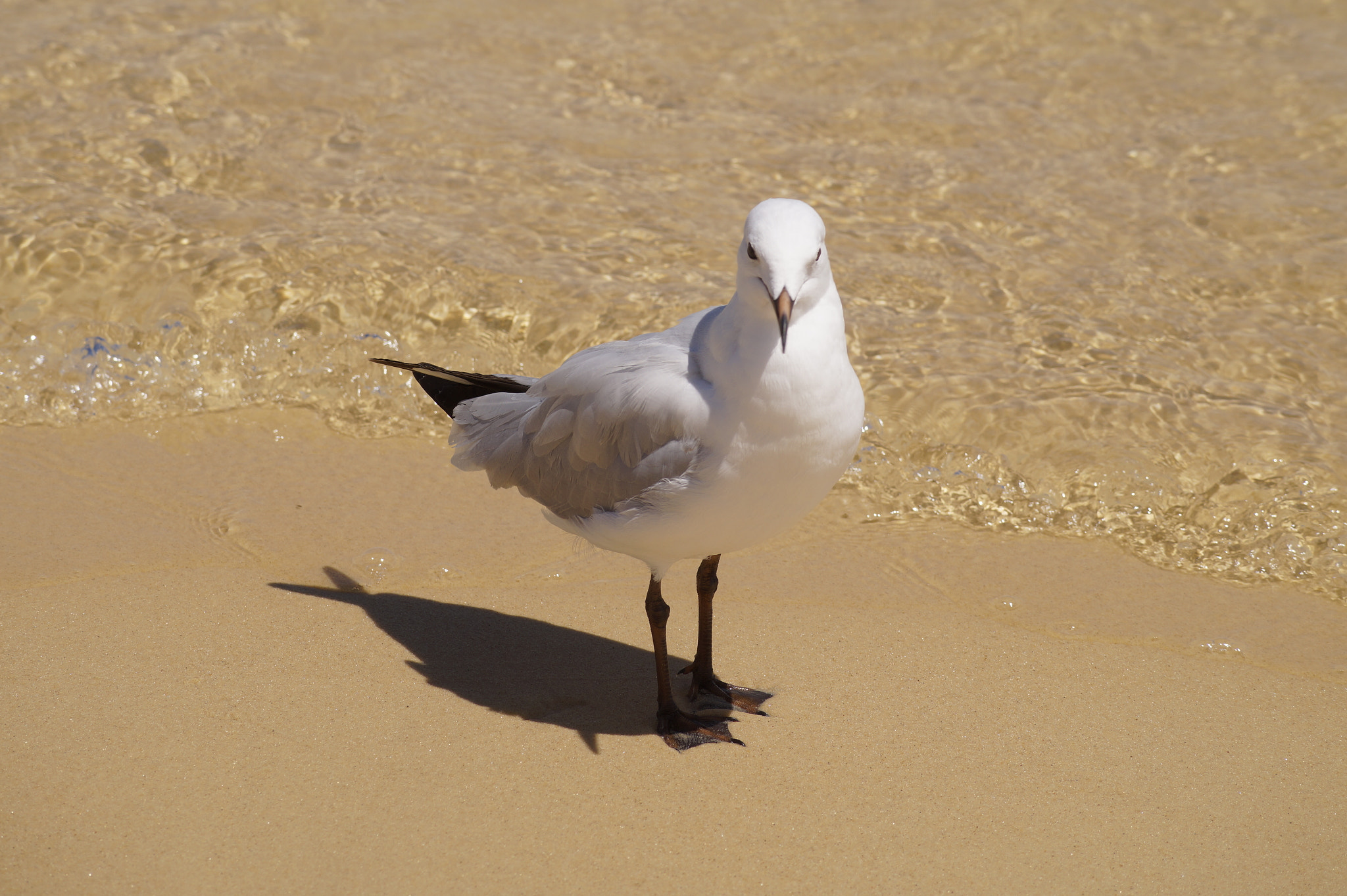 Sony DT 55-200mm F4-5.6 SAM sample photo. Australia_2017 photography