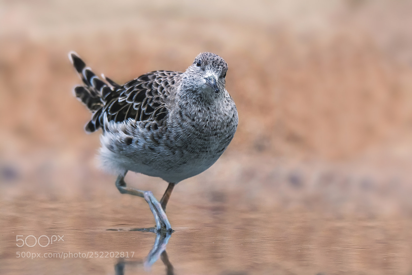 Nikon D7100 sample photo. Ruff (philomachus pugnax) photography