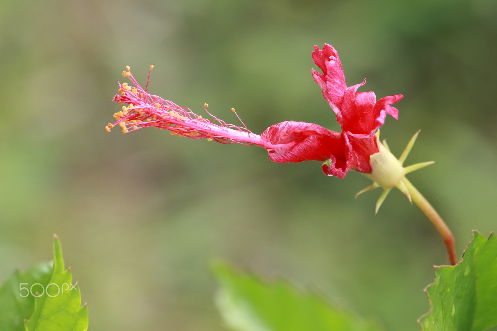Canon EF-S 55-250mm F4-5.6 IS STM sample photo. Hibiscus rosa-sinensis photography