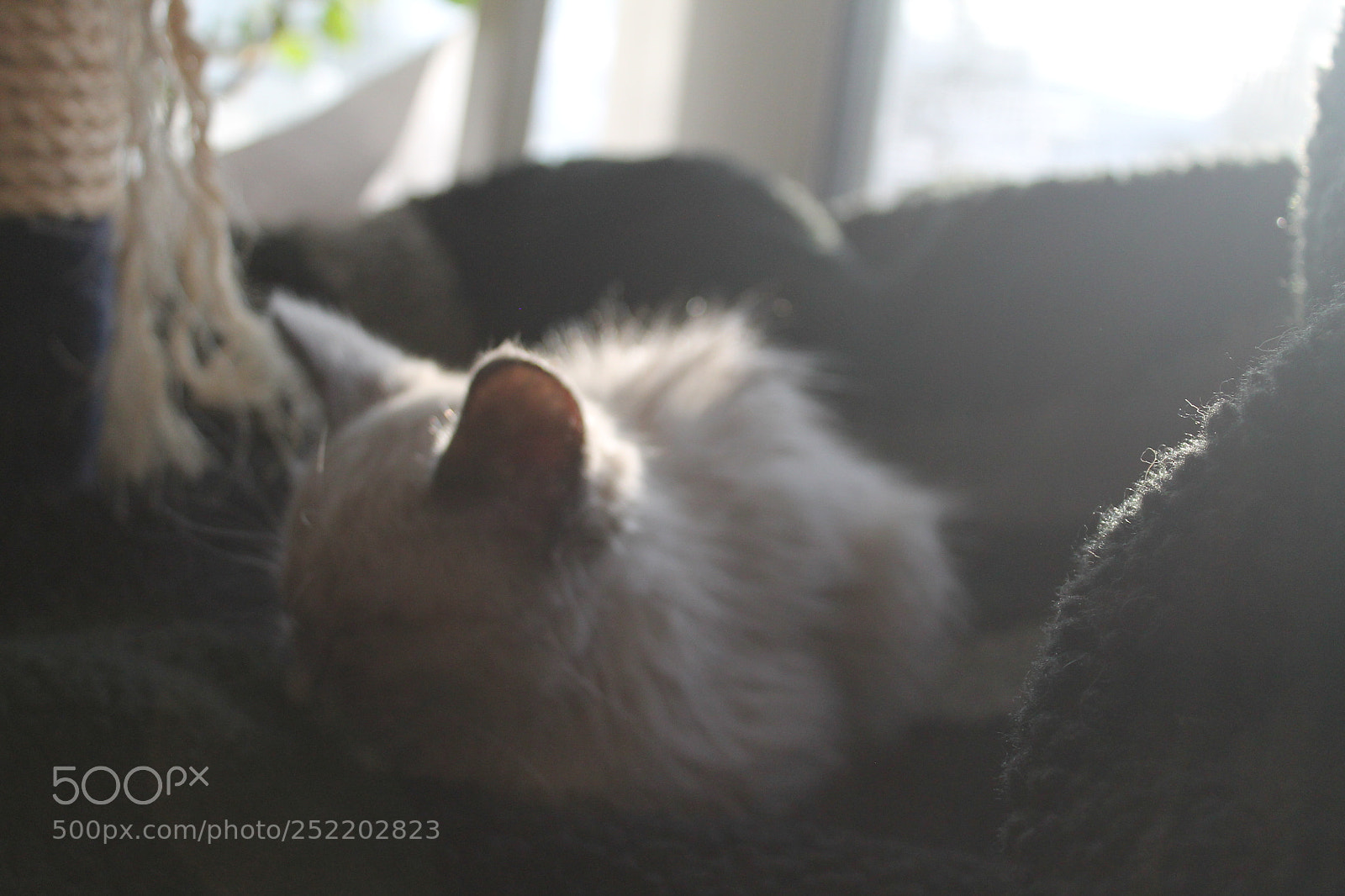 Canon EOS 1100D (EOS Rebel T3 / EOS Kiss X50) sample photo. Kitty photography
