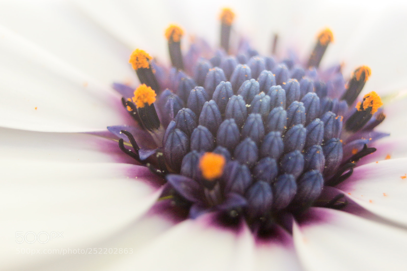 Canon EOS 70D sample photo. Purple haze photography