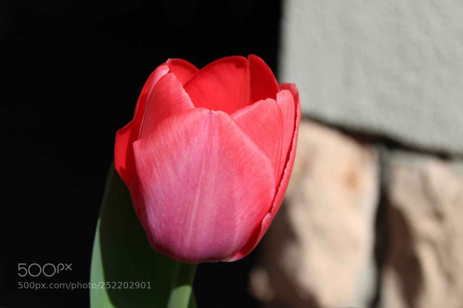 Canon EOS 1300D (EOS Rebel T6 / EOS Kiss X80) sample photo. Tulip photography