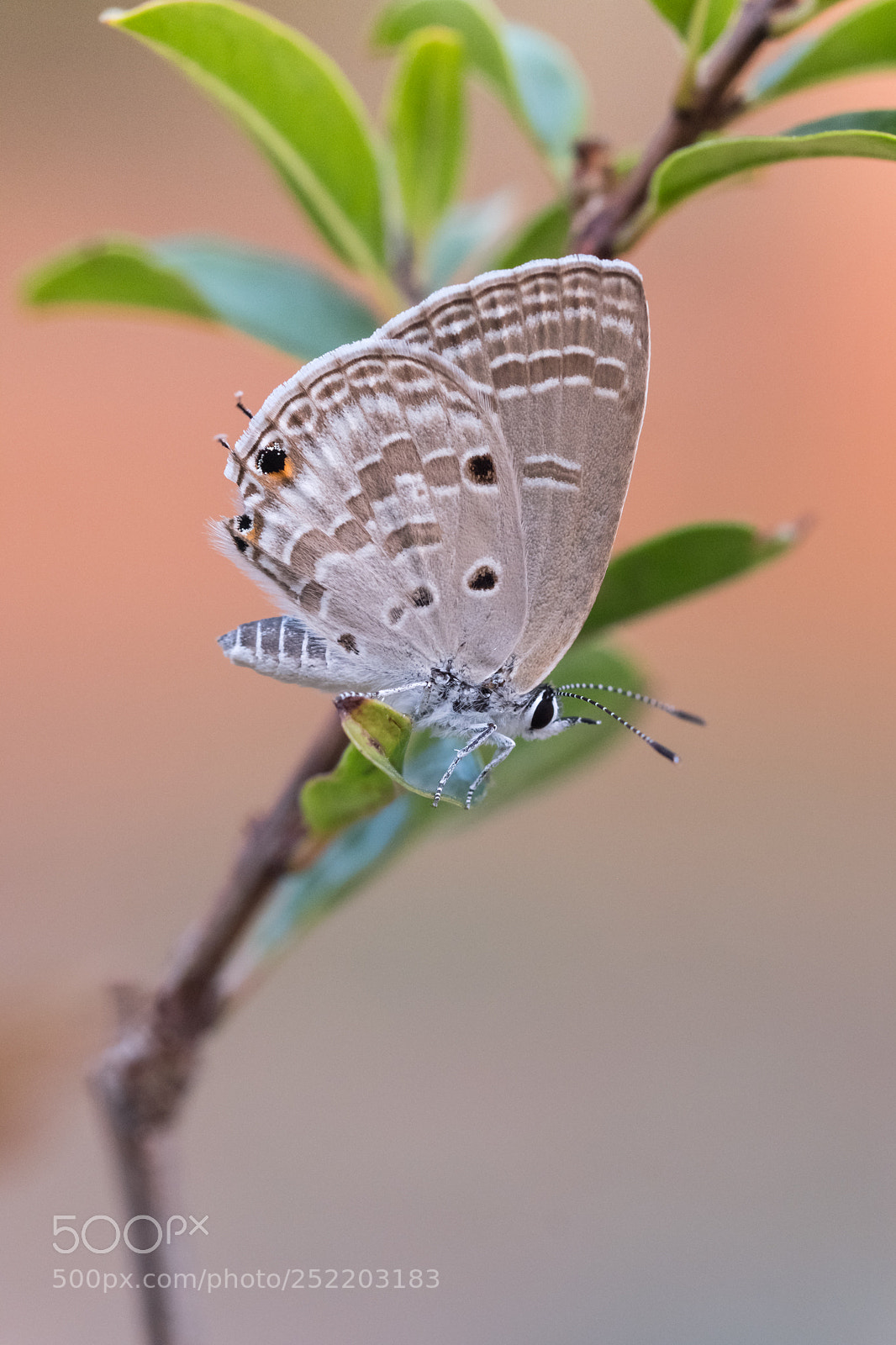 Fujifilm X-T2 sample photo. Long tailed blue photography