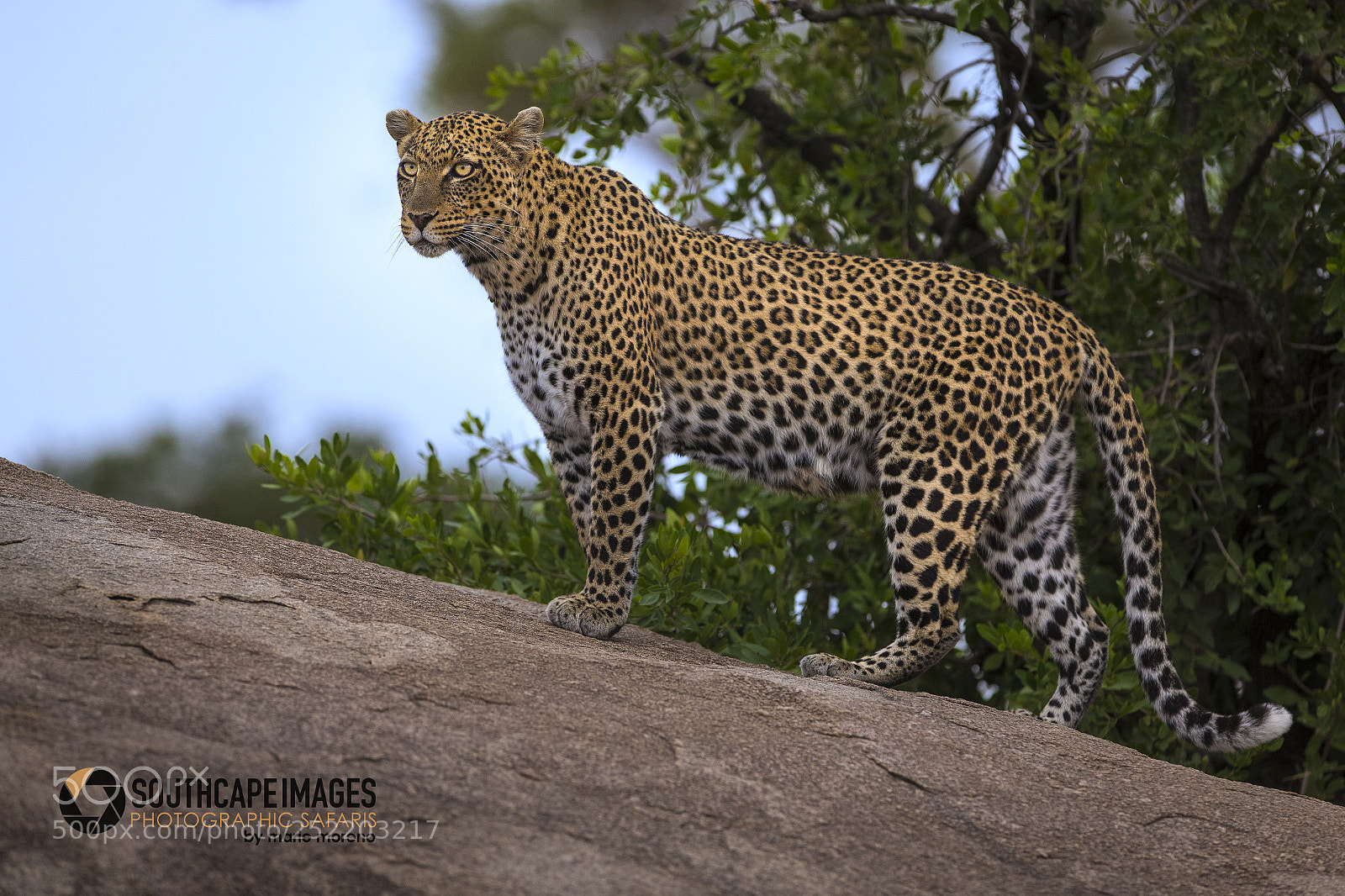 Canon EOS-1D X sample photo. The serengeti leopardess photography