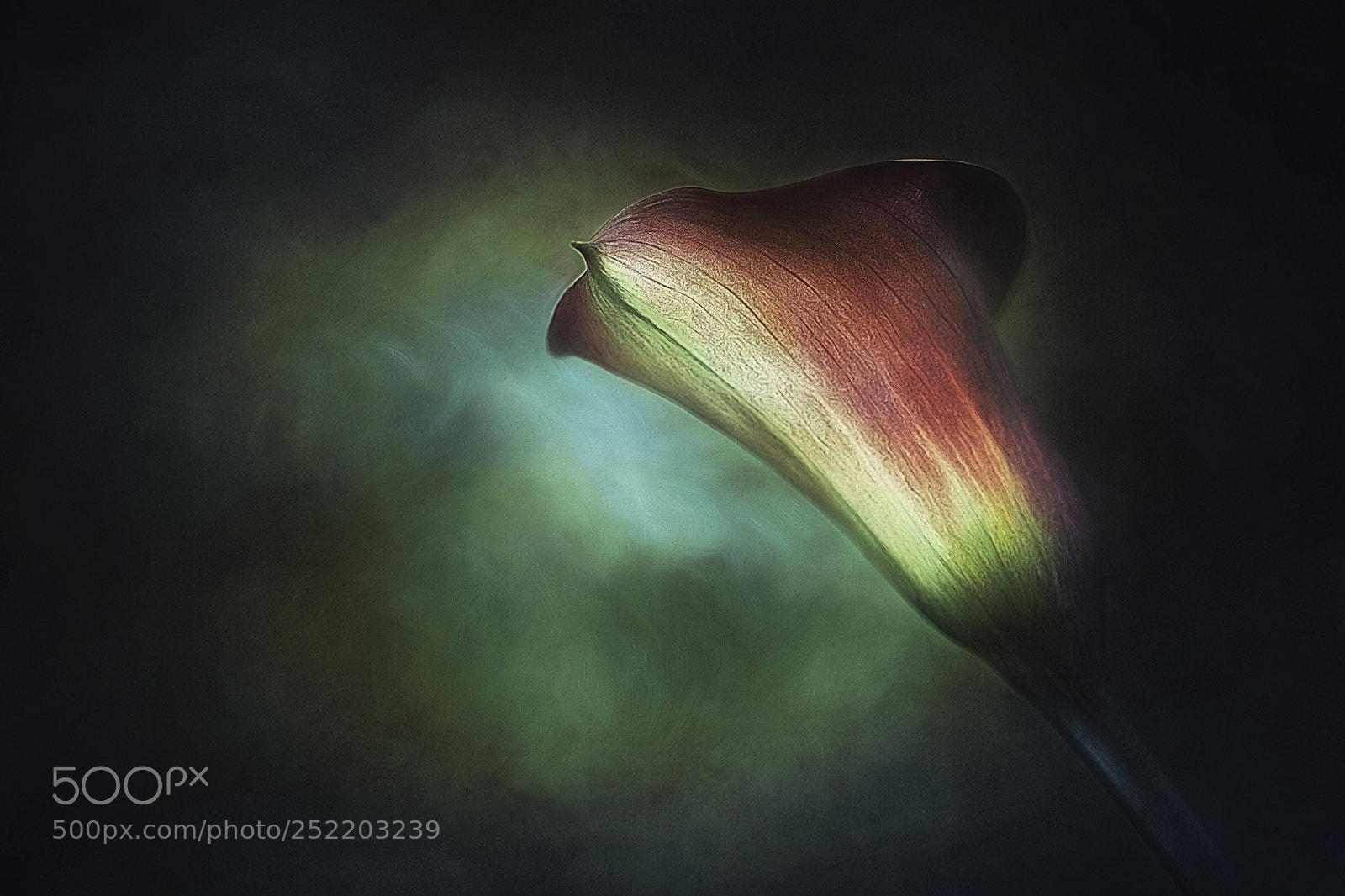 Canon EOS 5D Mark II sample photo. Calla lily photography