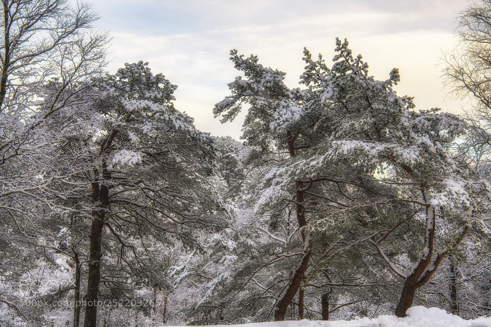 Nikon D850 sample photo. Snow covered trees. photography