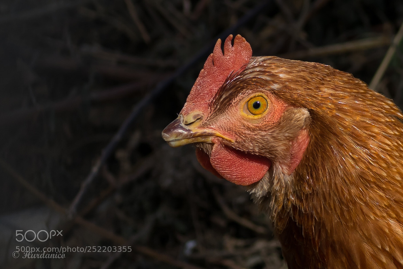 Nikon D5300 sample photo. First the chicken or photography