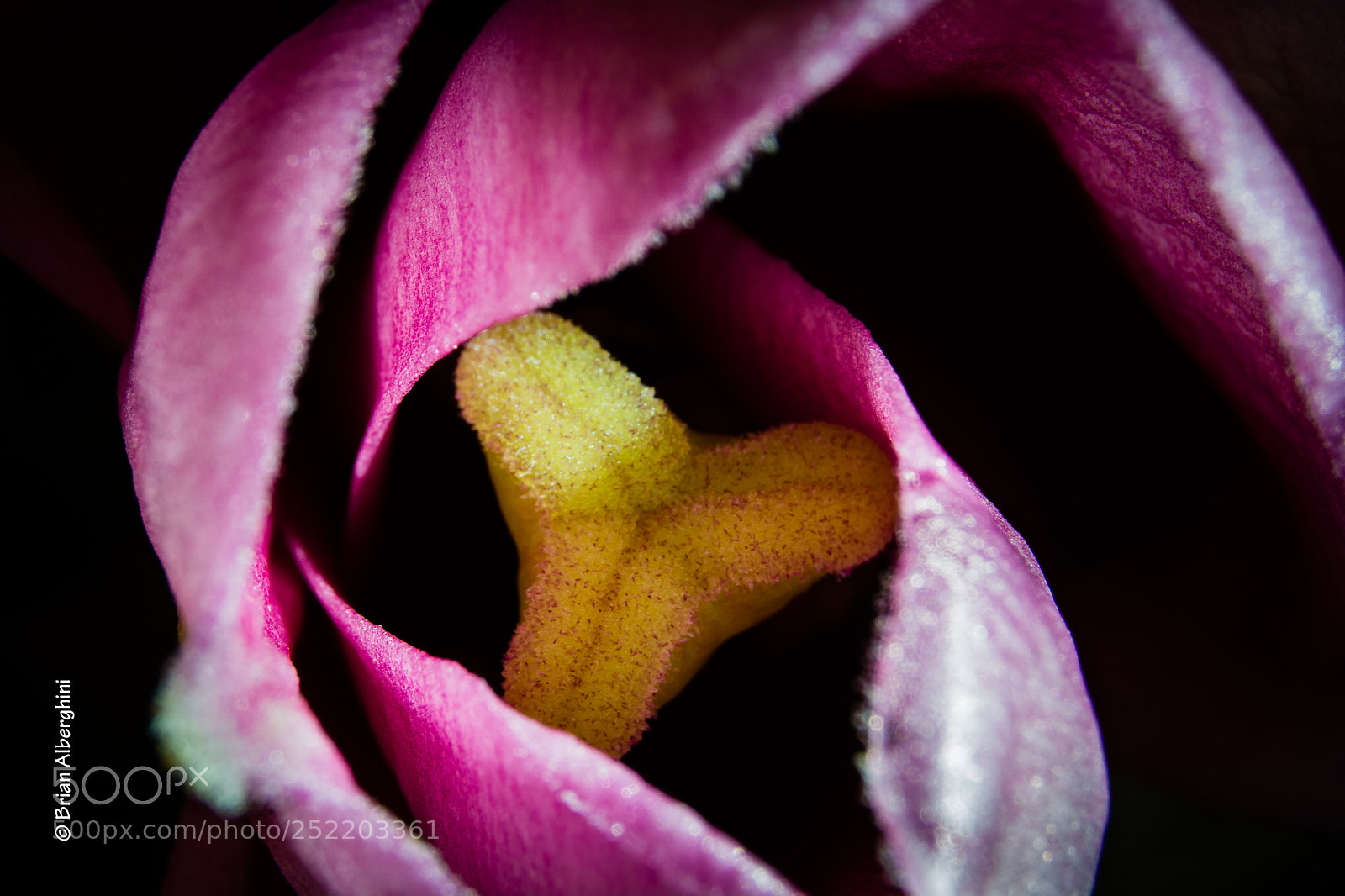 Nikon D7100 sample photo. Lily photography