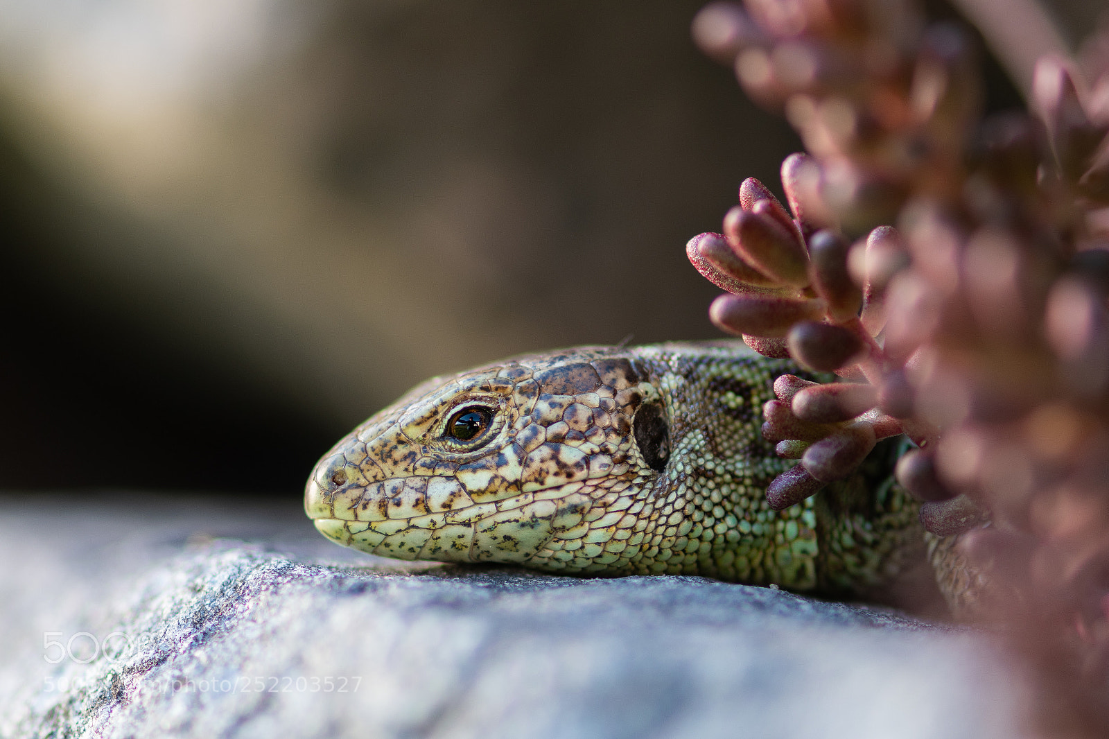 Nikon D500 sample photo. Lizard photography