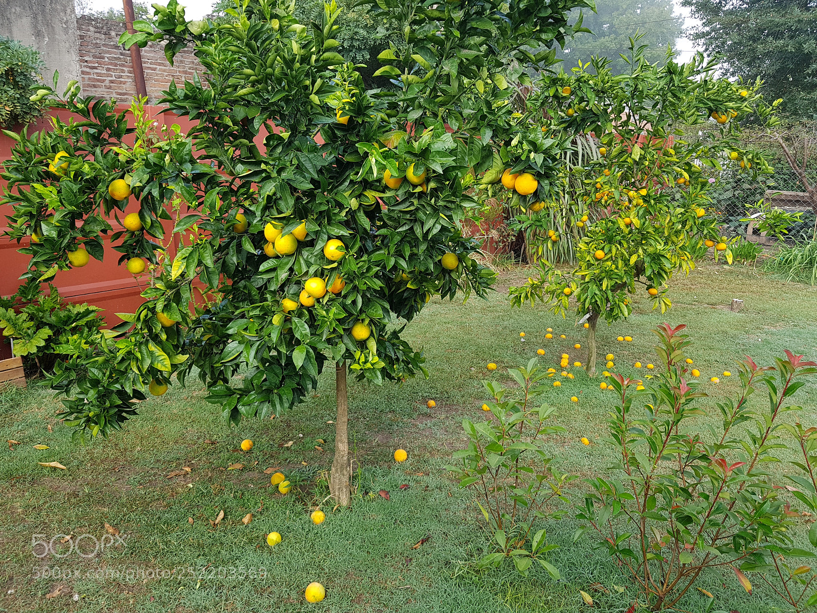 Samsung Galaxy S8 sample photo. Naranjas photography