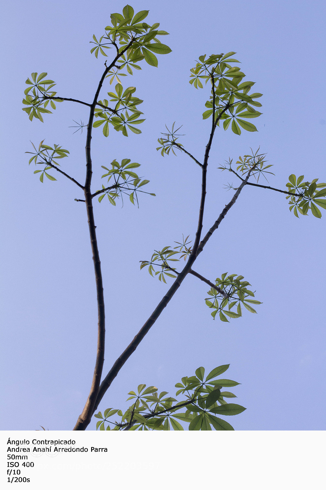 Canon EOS 700D (EOS Rebel T5i / EOS Kiss X7i) sample photo. Contrapicado photography