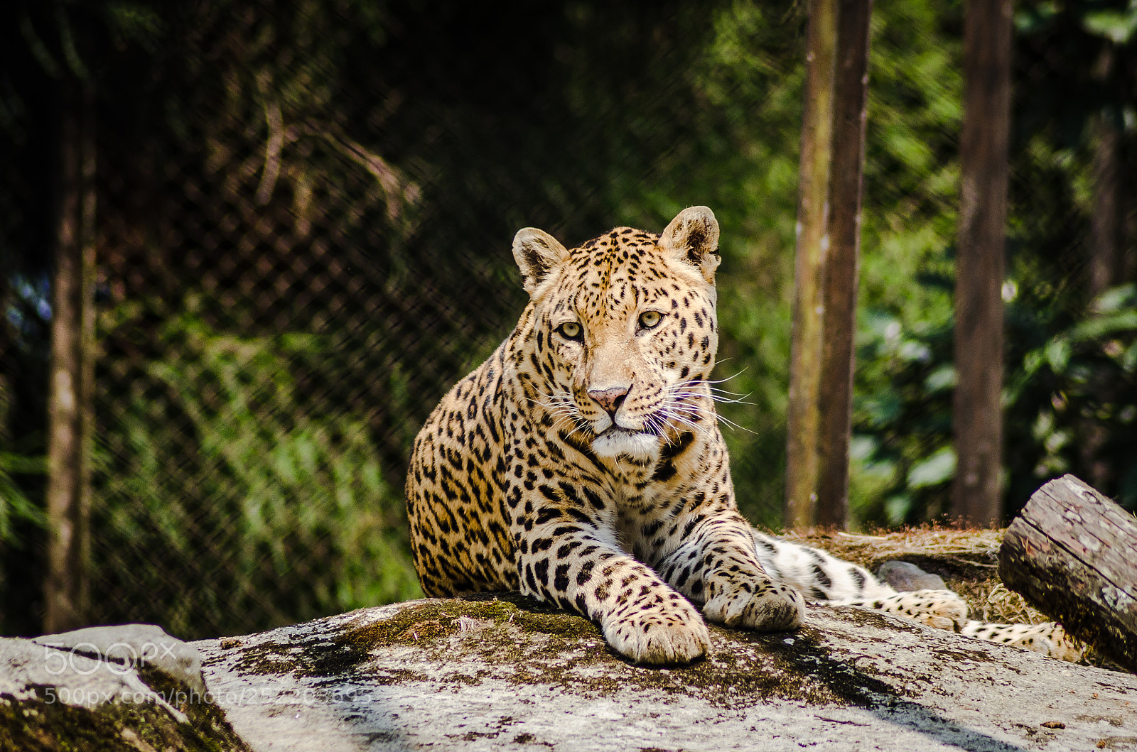Nikon D7000 sample photo. Big cat photography