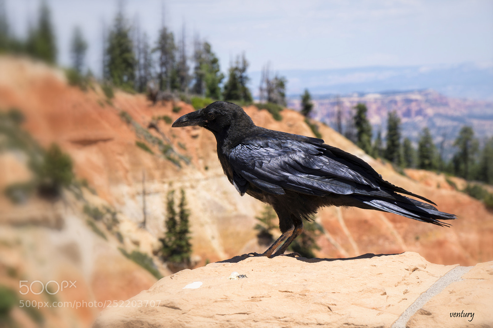 Sony a6500 sample photo. The bird alfred hitchcock photography