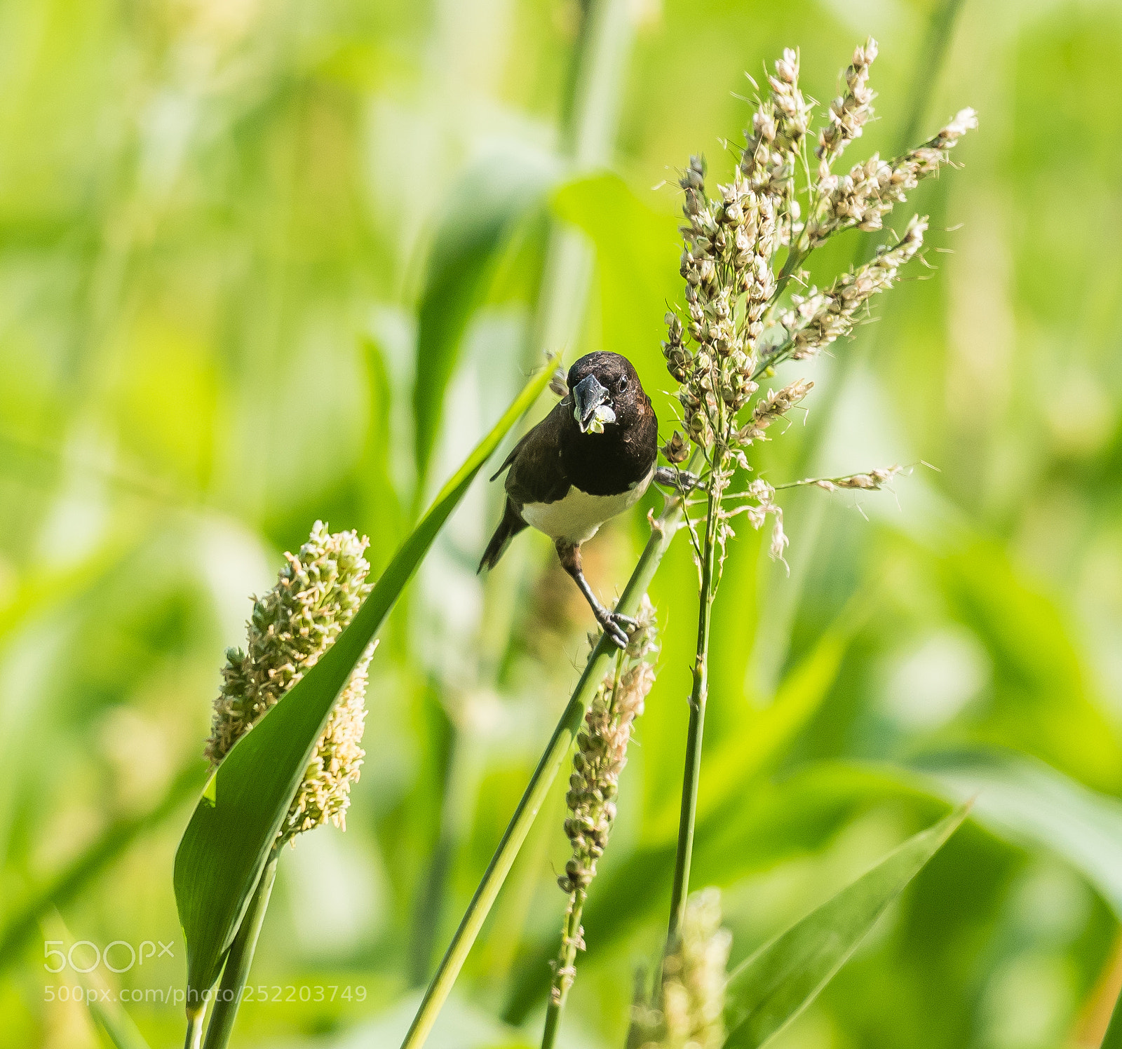 Nikon D850 sample photo. Sparrow photography