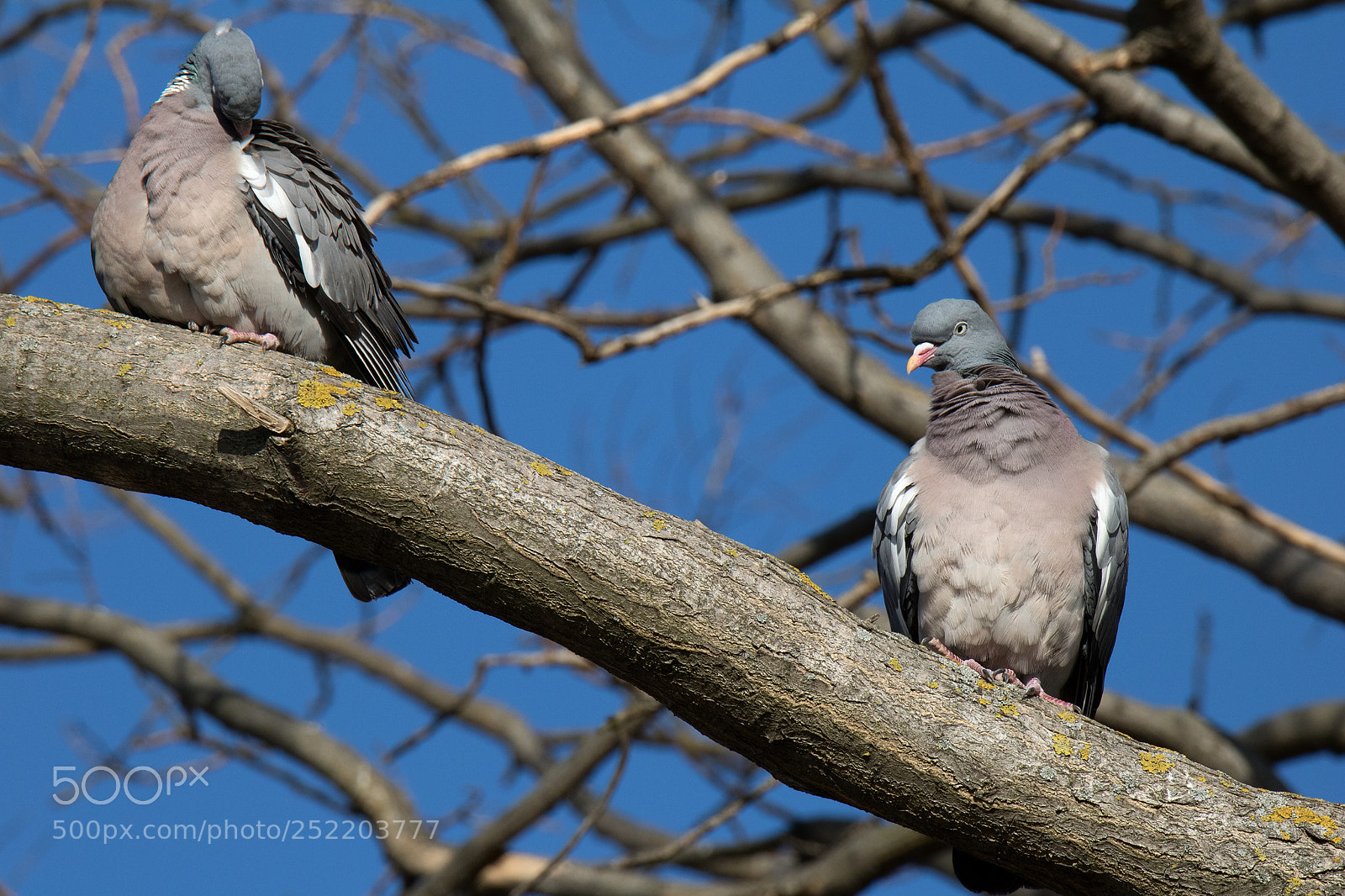 Canon EOS 750D (EOS Rebel T6i / EOS Kiss X8i) sample photo. A couple of pigeons photography