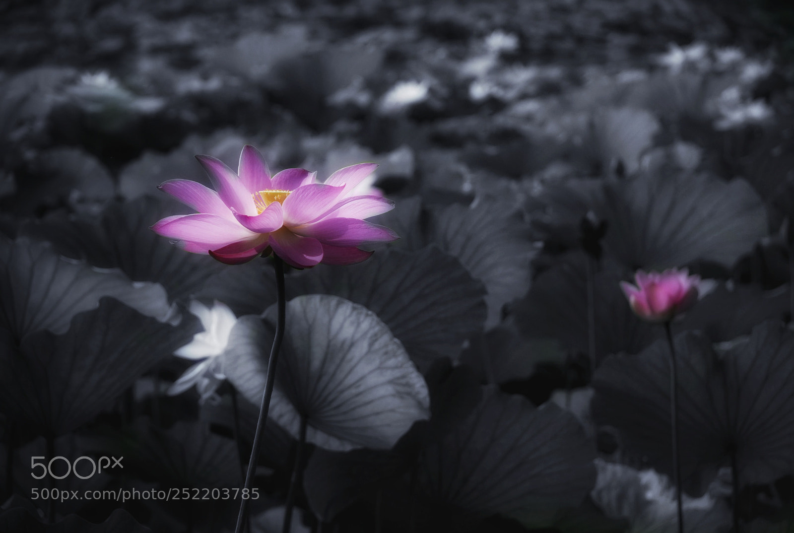 Nikon D80 sample photo. Lotus photography