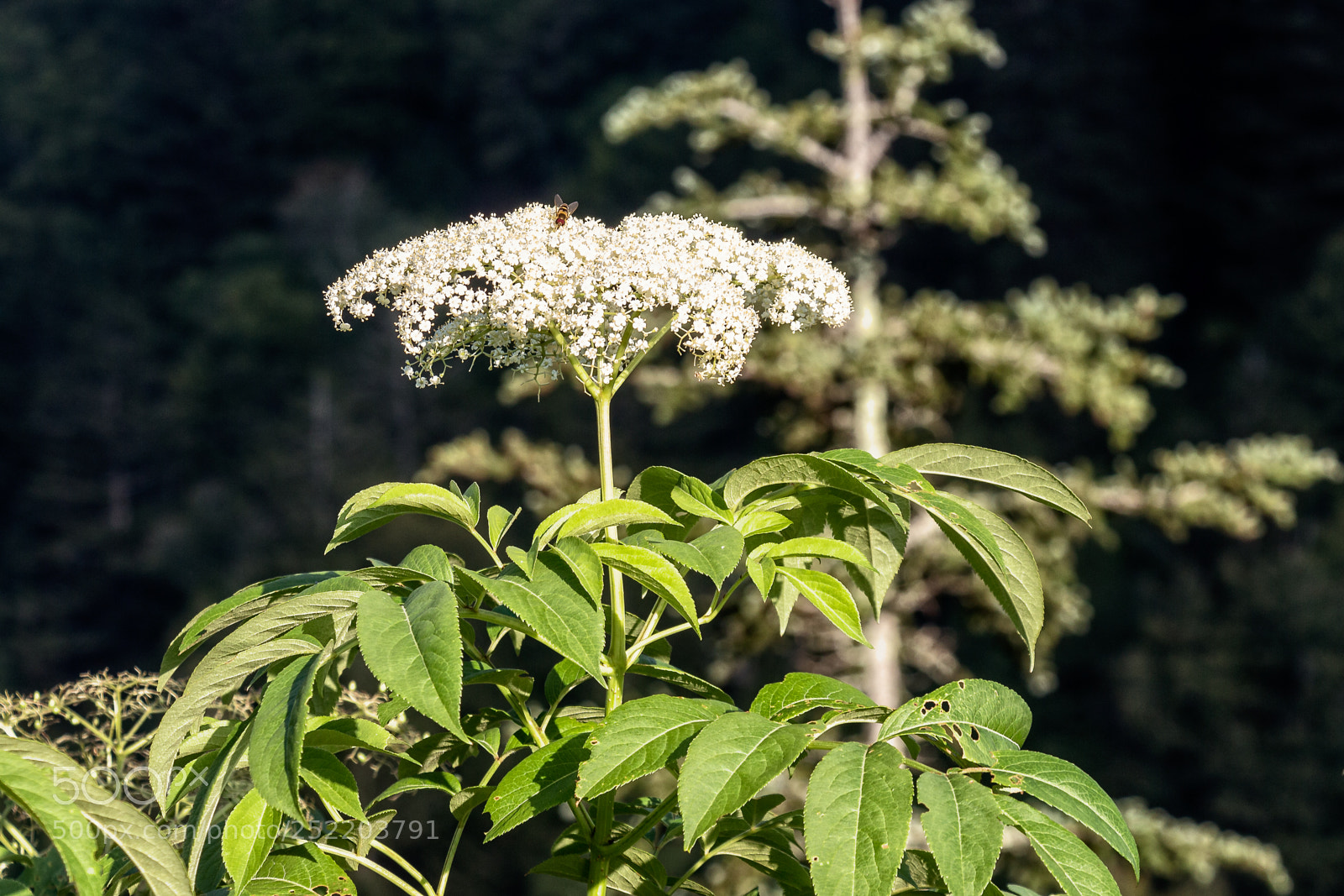 Canon EOS 650D (EOS Rebel T4i / EOS Kiss X6i) sample photo. Travelling the parkway photography