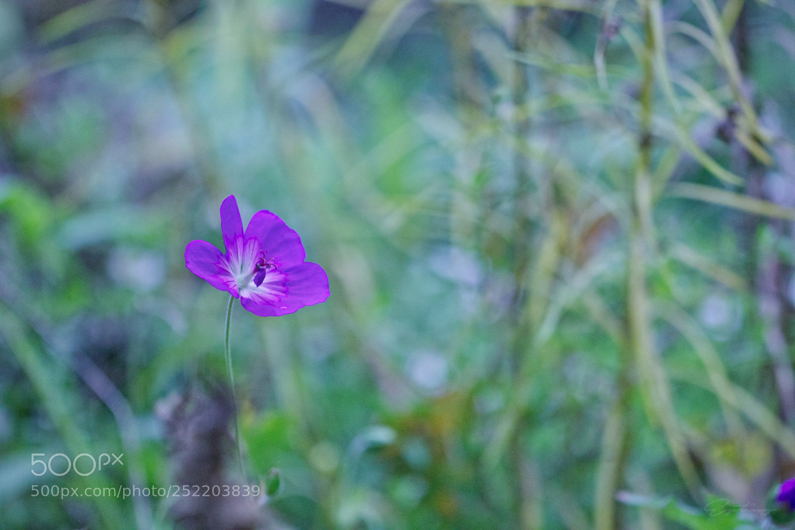 Canon EOS 70D sample photo. Flower photography