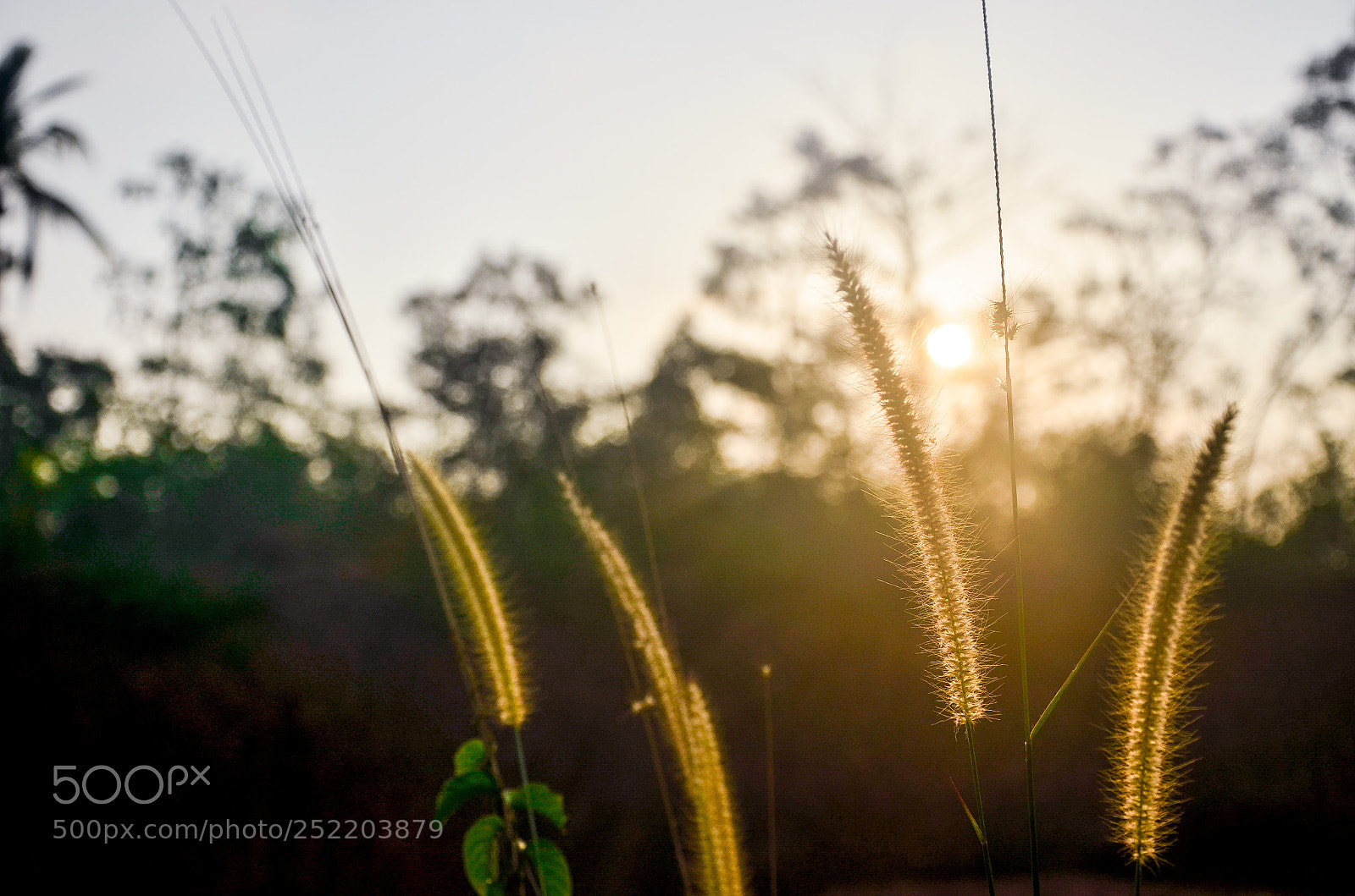 Nikon D7000 sample photo. Wild life photography