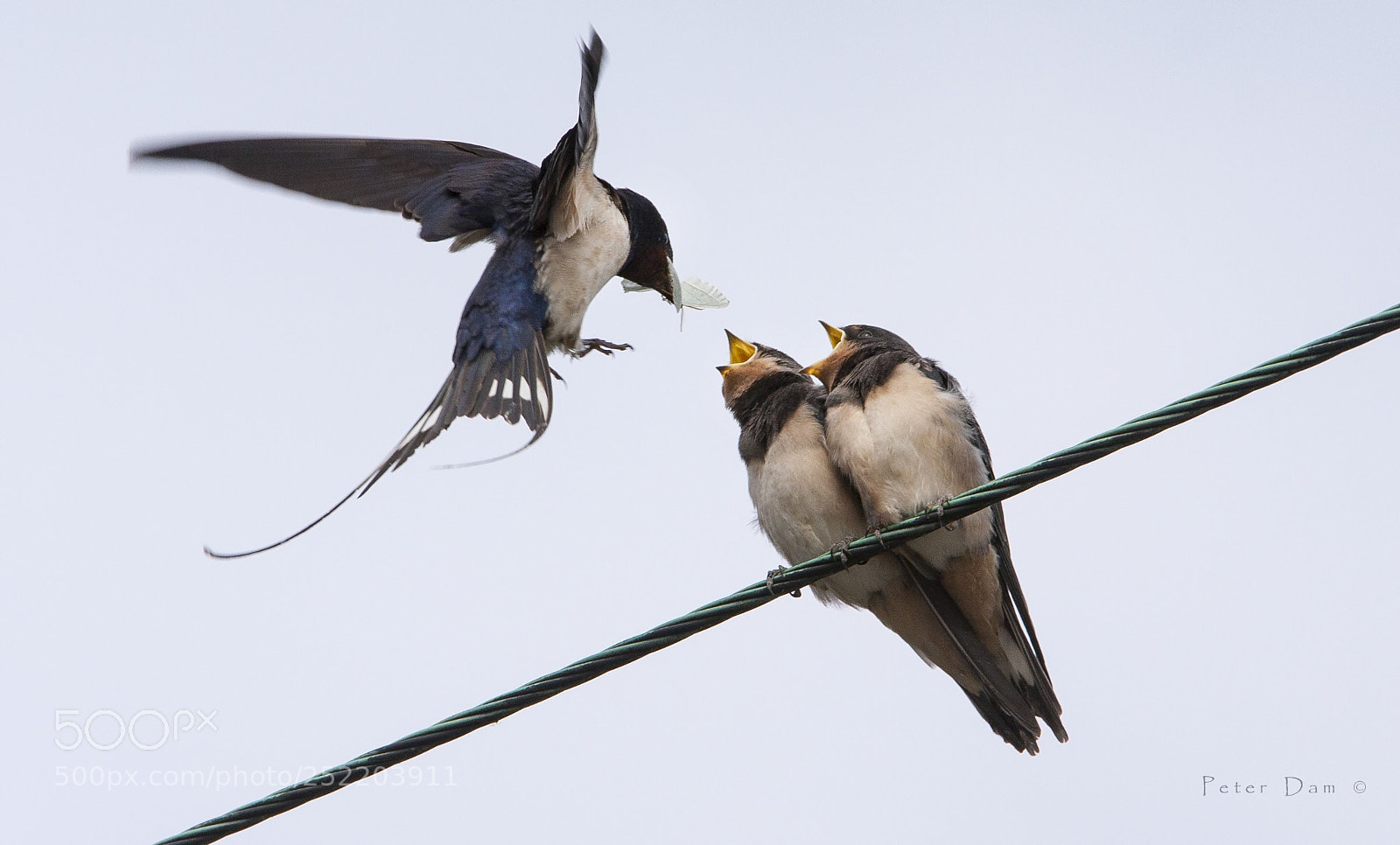 Canon EOS 40D sample photo. Swallows  photography