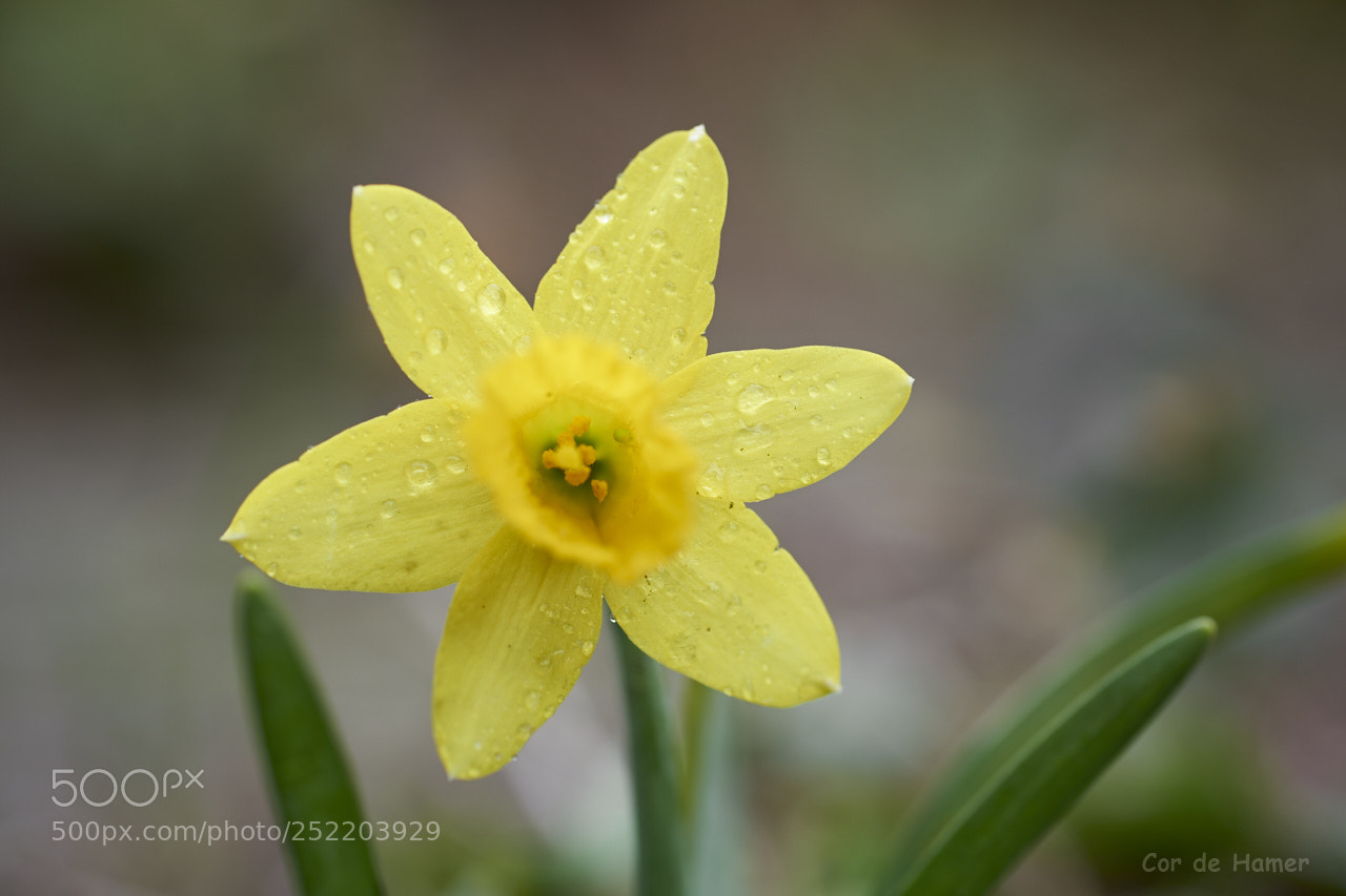 Sony a99 II sample photo. Daffodil with drops photography