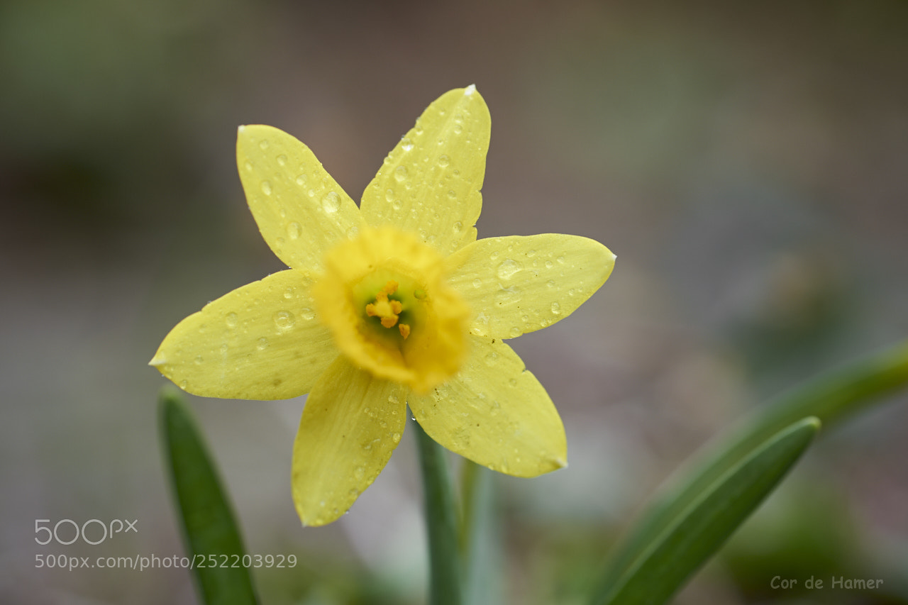Sony SLT-A99V sample photo. Daffodil with drops photography