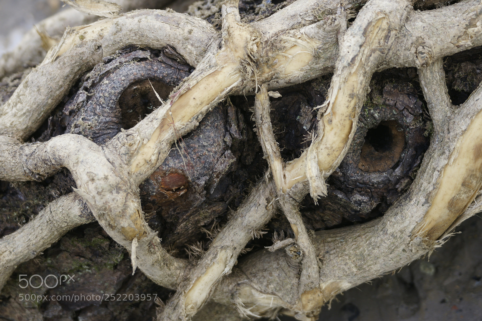 Sony Alpha DSLR-A700 sample photo. Captive photography