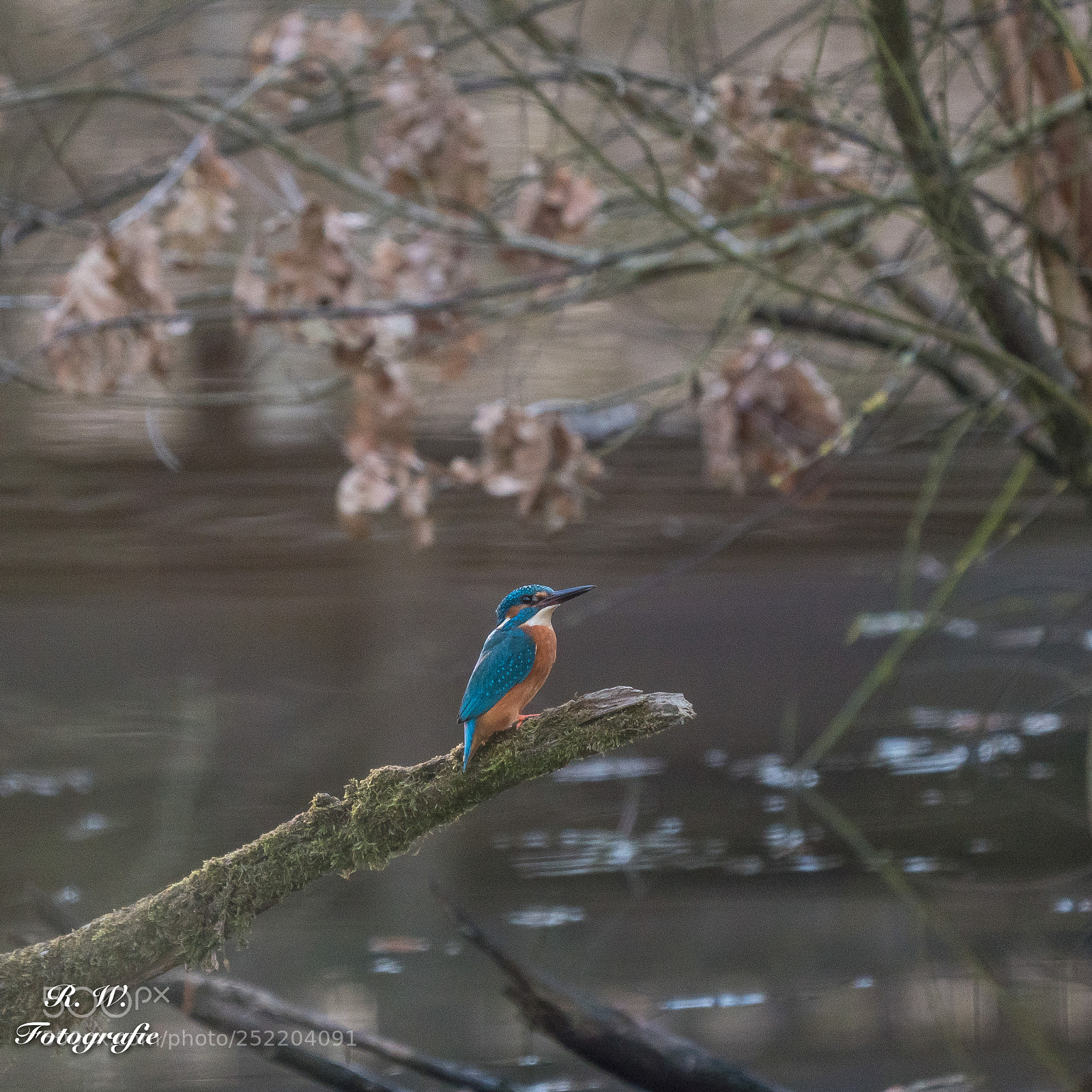 Panasonic Lumix DC-G9 sample photo. Eisvogel photography