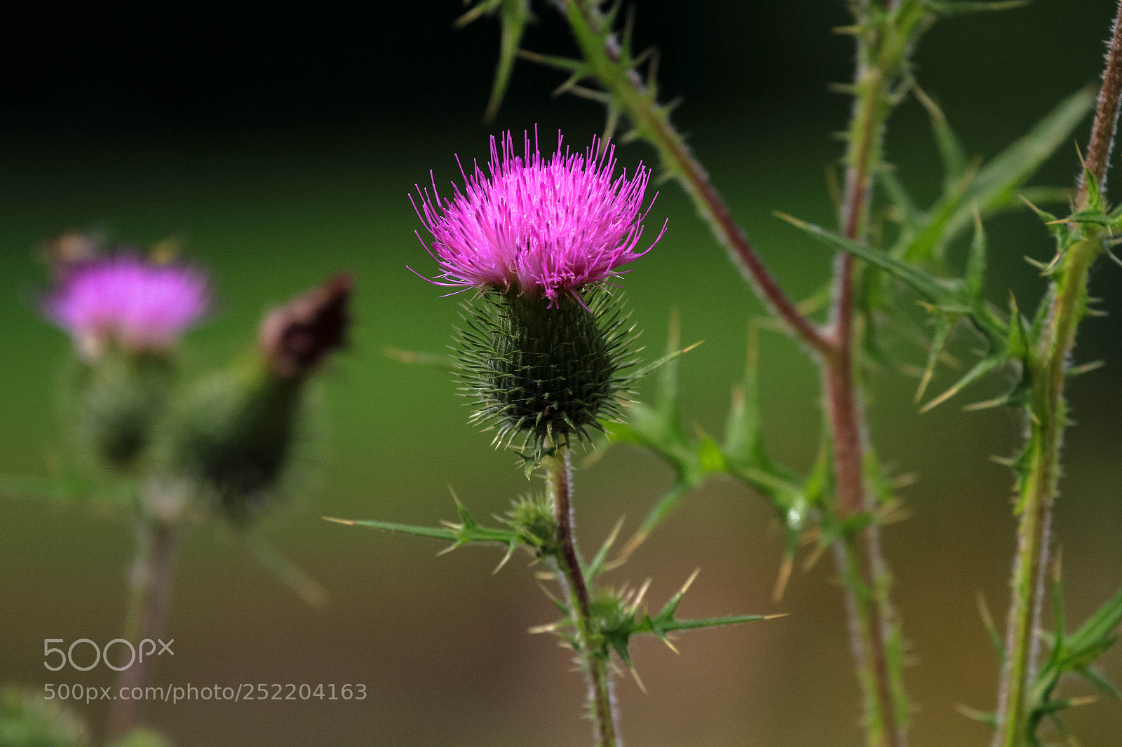 Canon EOS 7D sample photo. Sa pique !!! photography