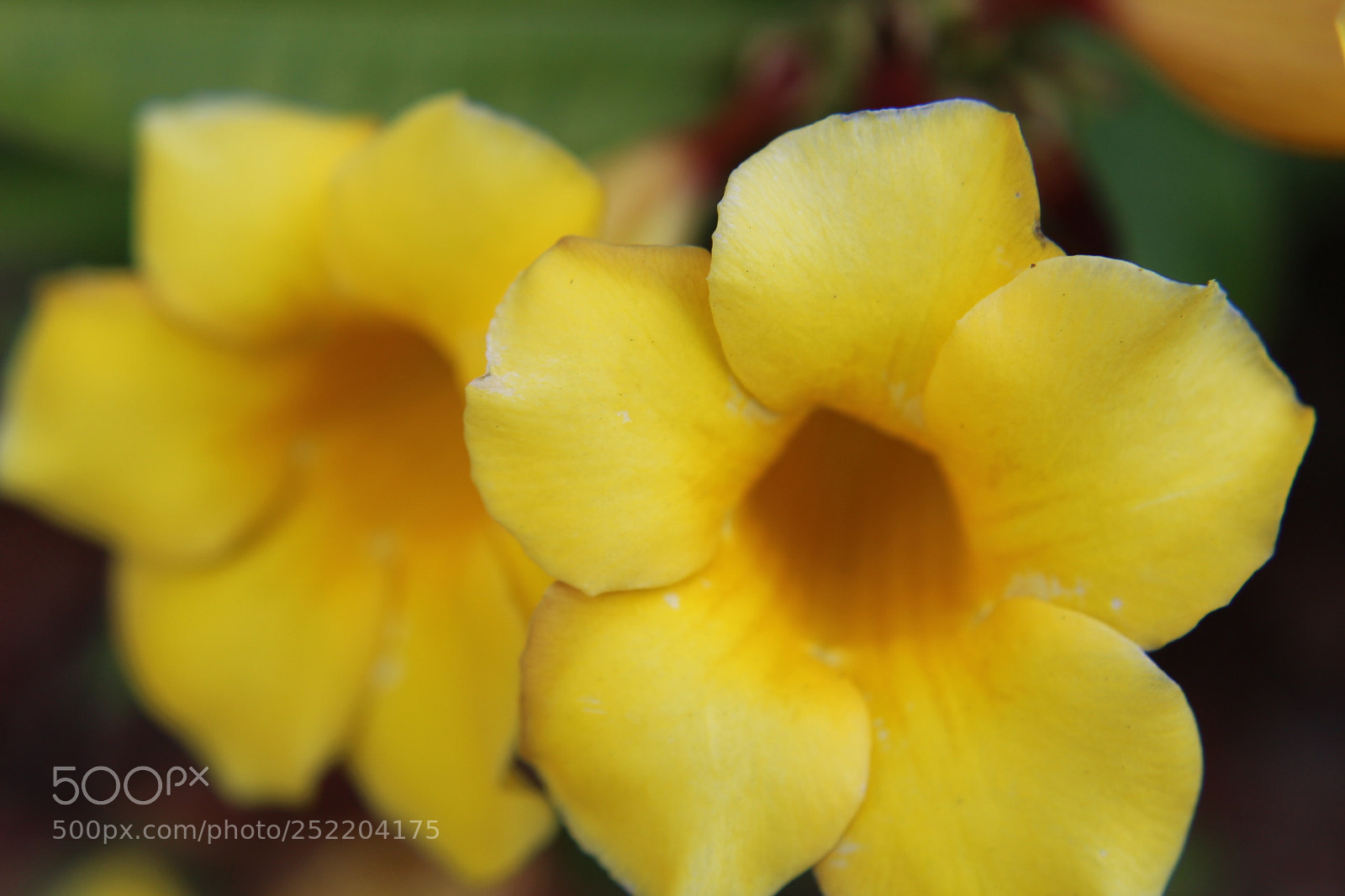 Canon EOS 1300D (EOS Rebel T6 / EOS Kiss X80) sample photo. Yellow burst photography