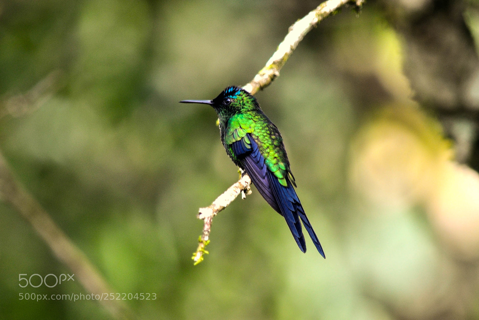 Nikon D5000 sample photo. Beija-flor-de-fronte-violeta (thalurania glaucopis photography