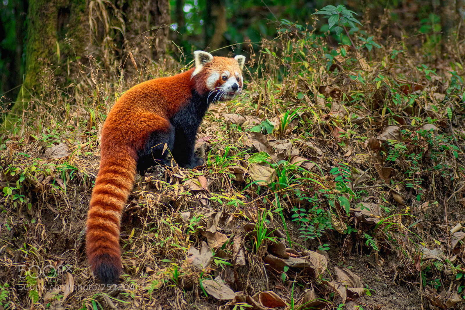 Nikon D500 sample photo. Firefox photography