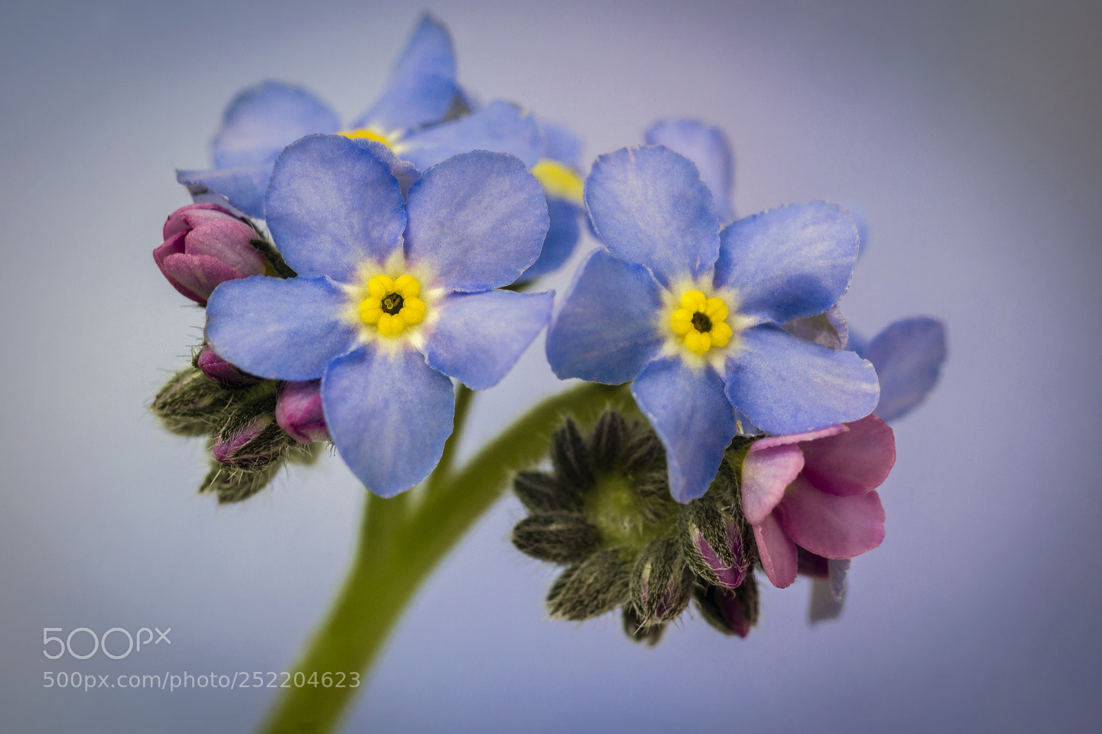 Sony SLT-A65 (SLT-A65V) sample photo. Forget me not photography