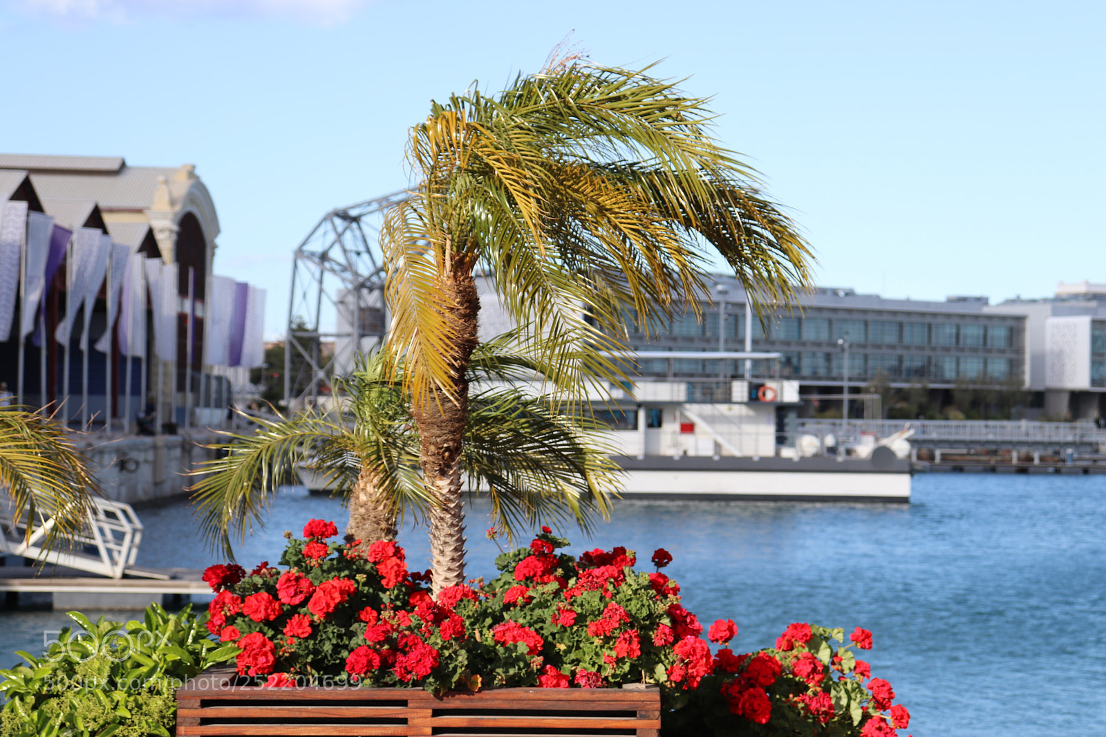 Canon EOS 800D (EOS Rebel T7i / EOS Kiss X9i) sample photo. Palm tree in the photography