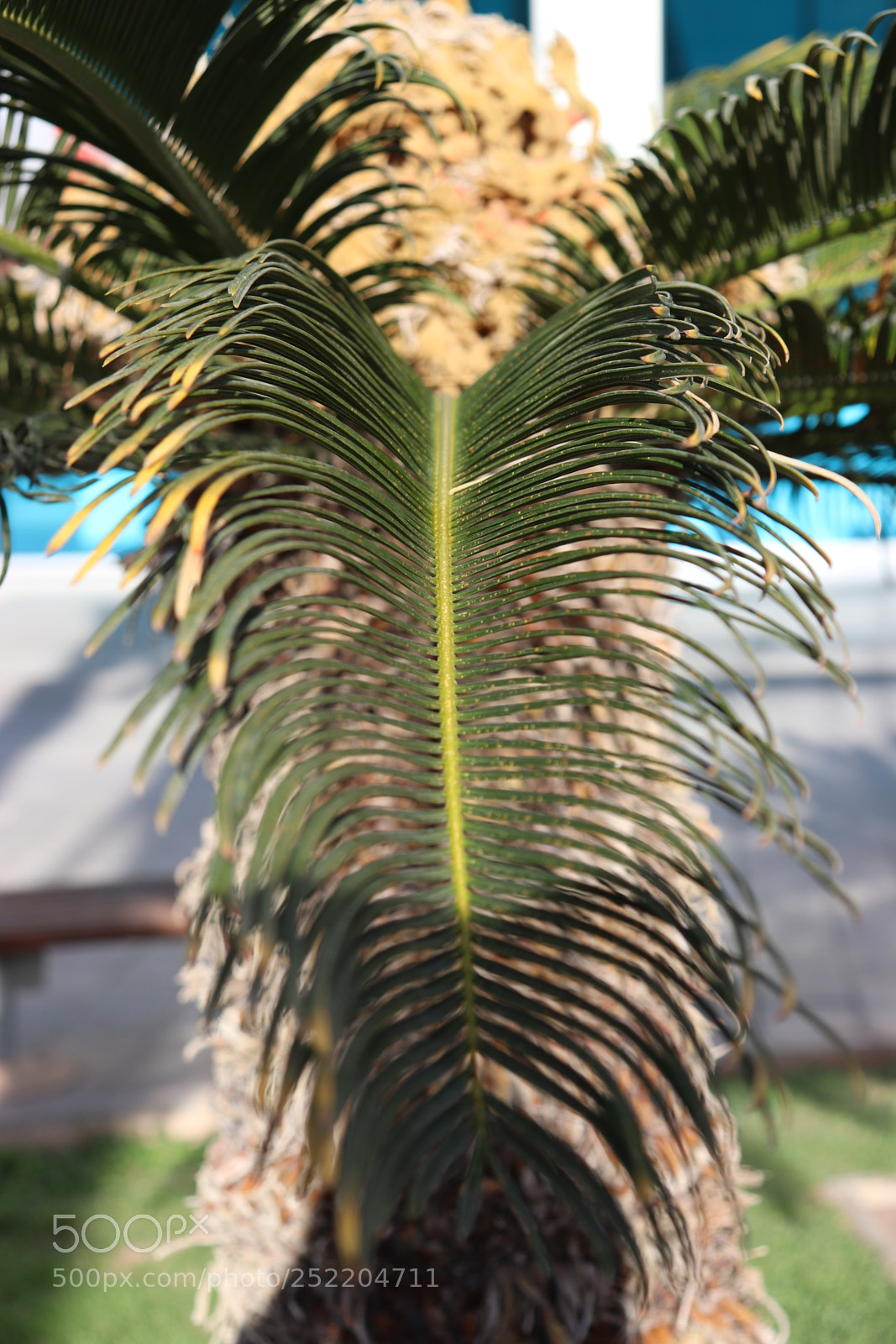 Canon EOS 800D (EOS Rebel T7i / EOS Kiss X9i) sample photo. Palm tree side view photography