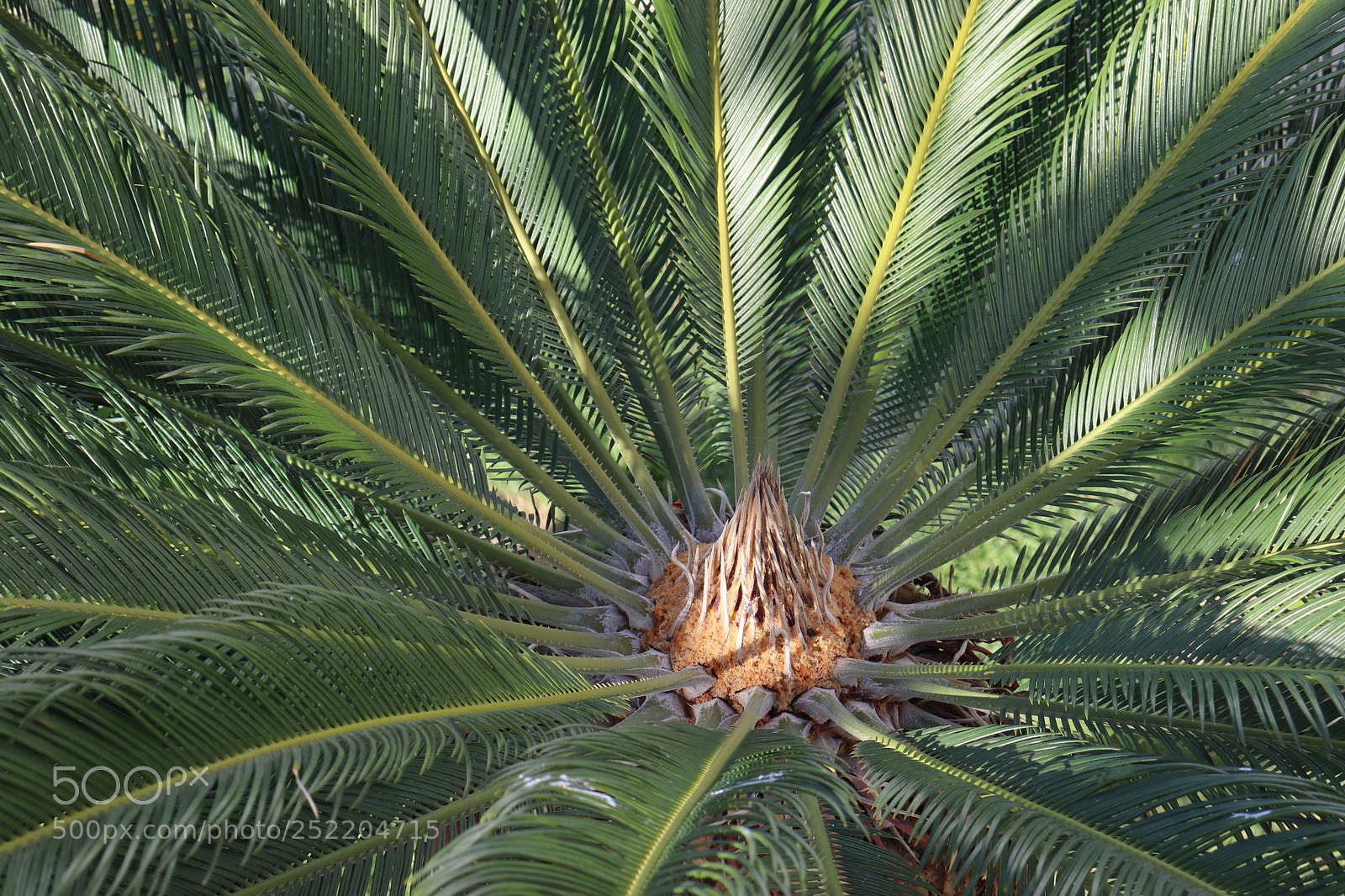 Canon EOS 800D (EOS Rebel T7i / EOS Kiss X9i) sample photo. Palm tree from above photography