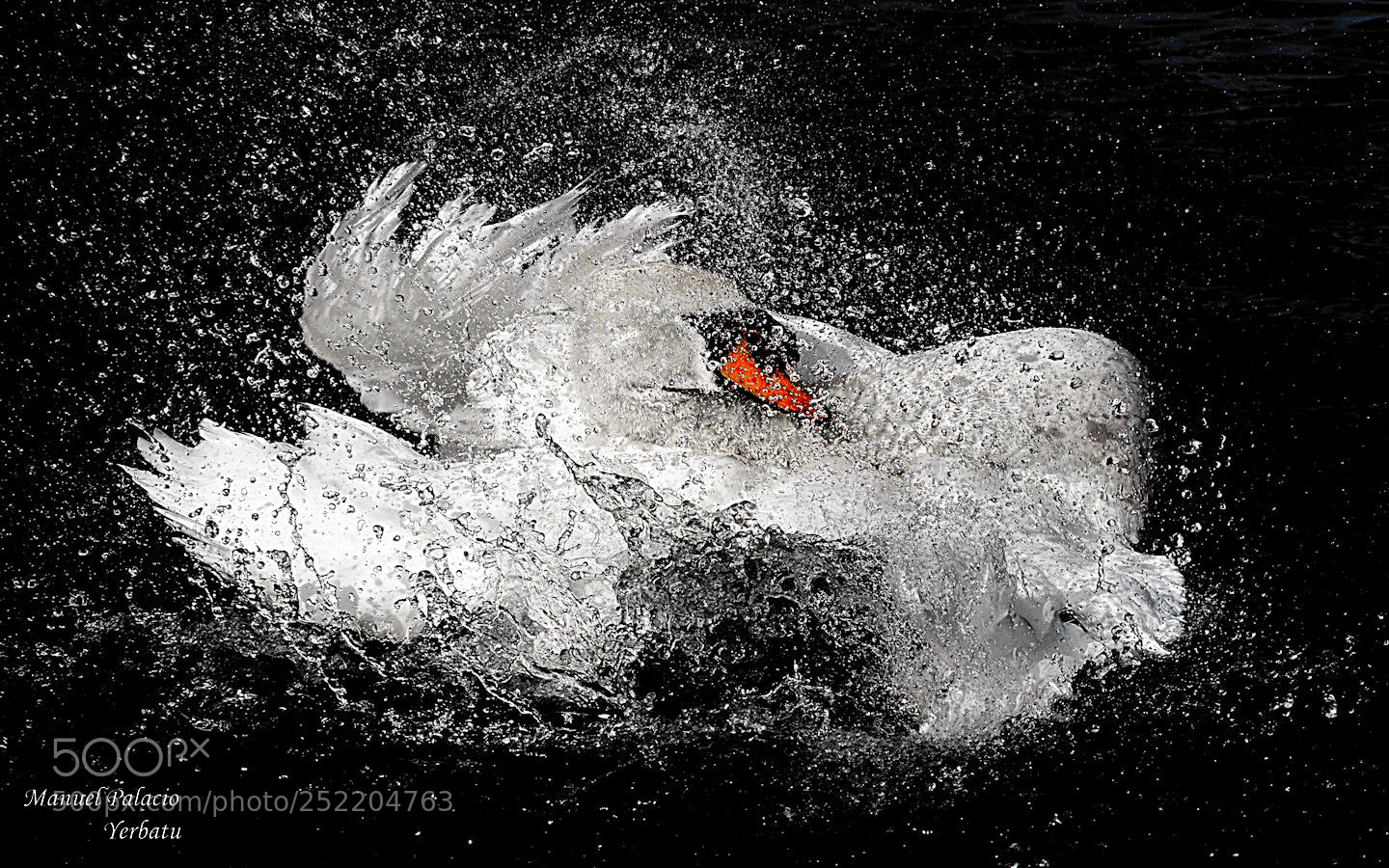 Nikon D5300 sample photo. Cisne blanco,chapoteando. photography