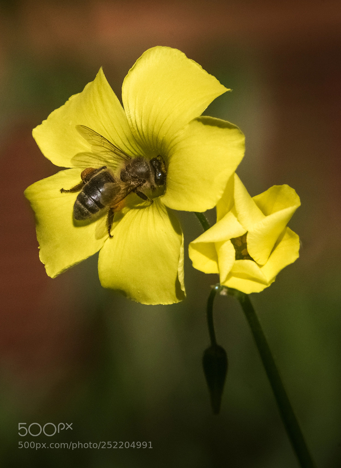 Nikon D750 sample photo. Bee & flower 2 photography