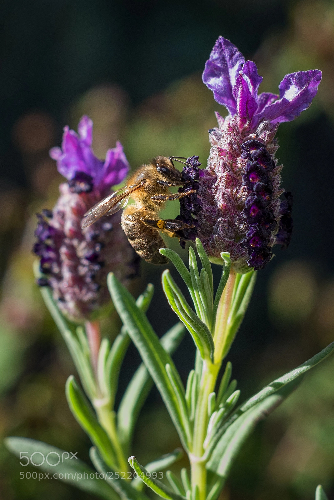Nikon D750 sample photo. Bee & flower 1 photography