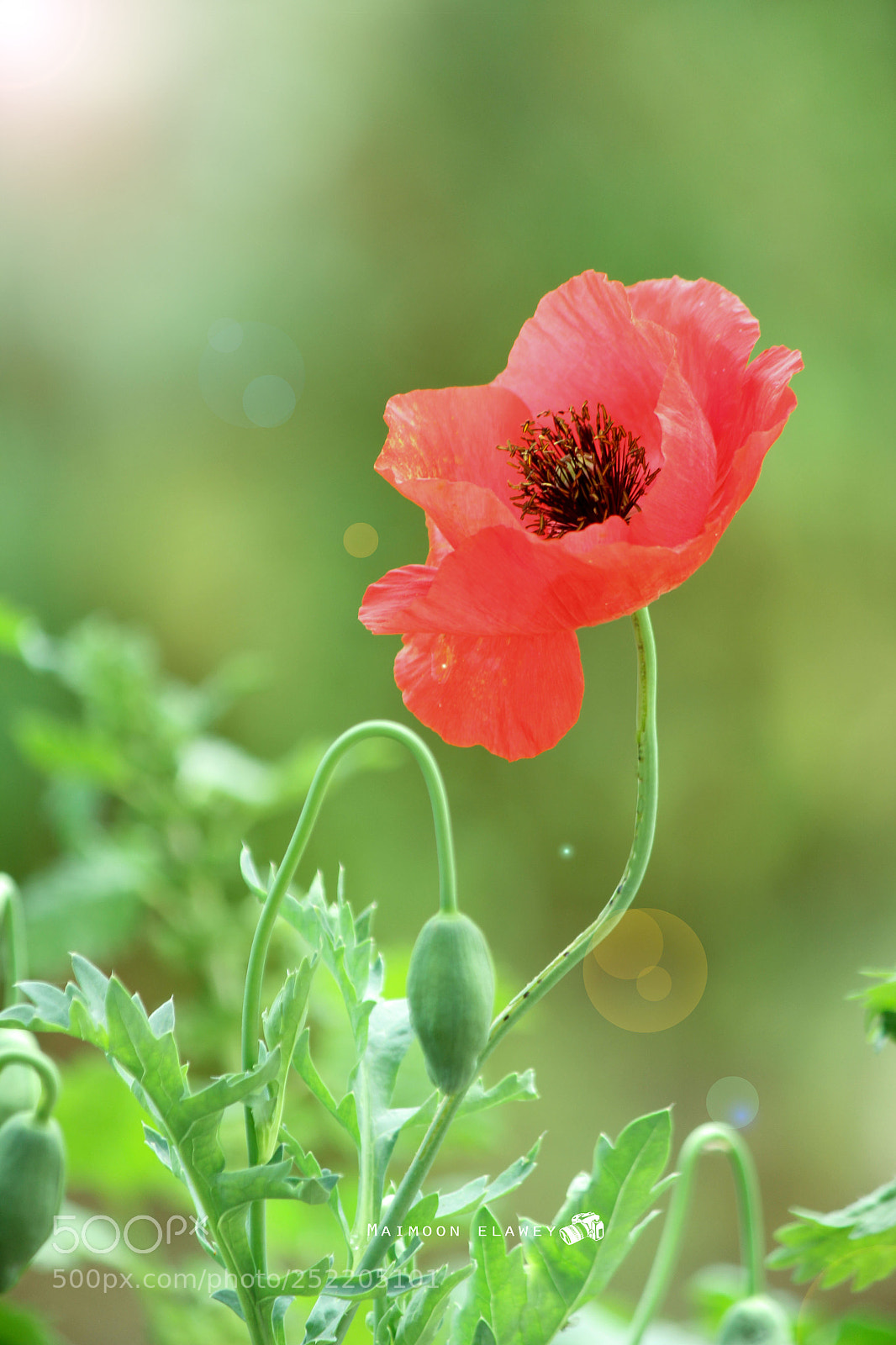 Canon EOS 60D sample photo. Img photography