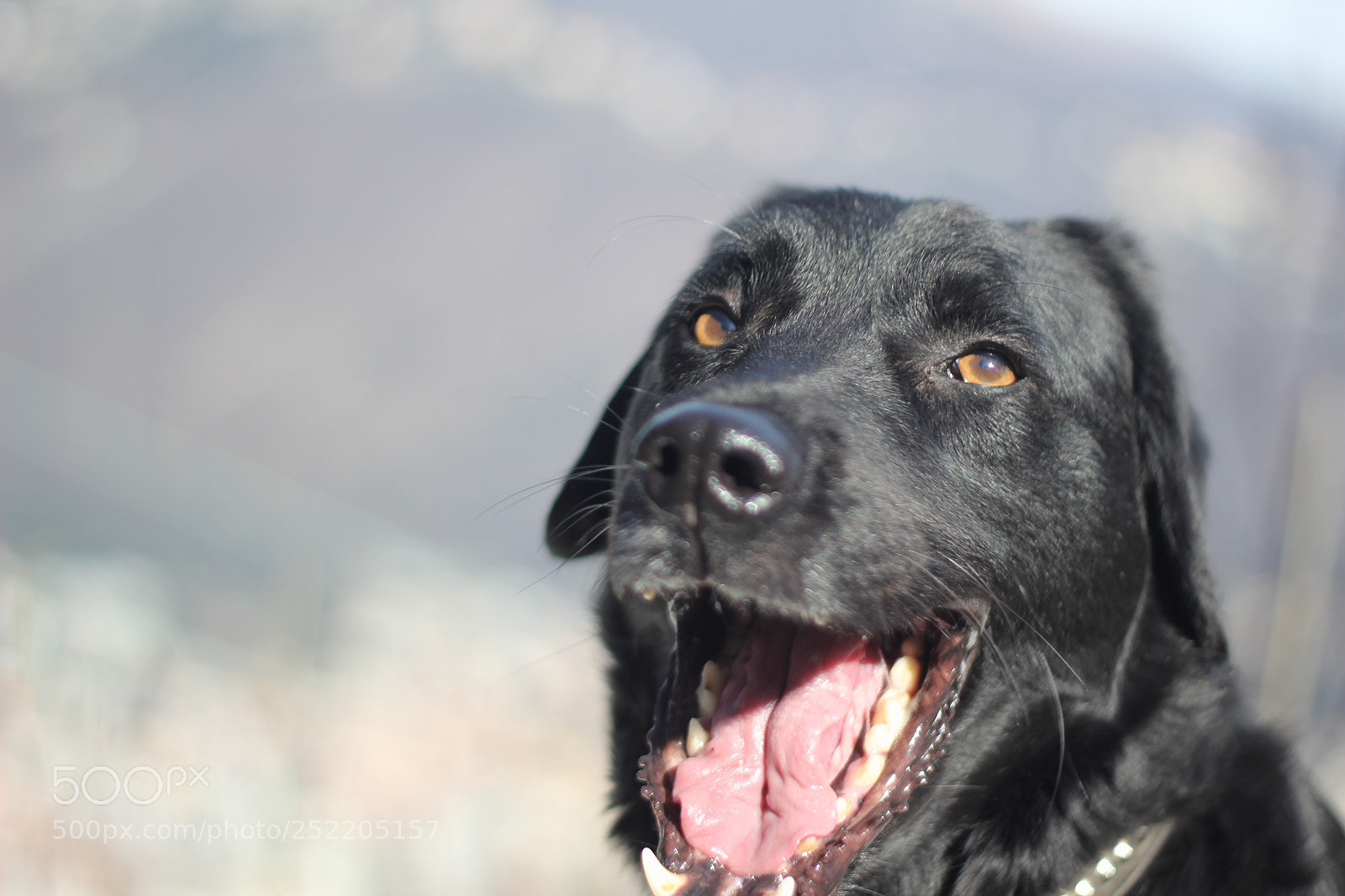 Canon EOS 60D + Canon EF 50mm F1.8 II sample photo. Untitled photography