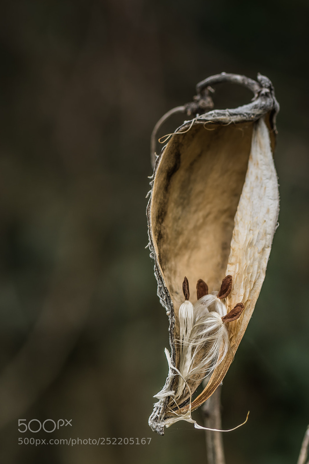 Nikon D7100 sample photo. Silkweed seeds photography