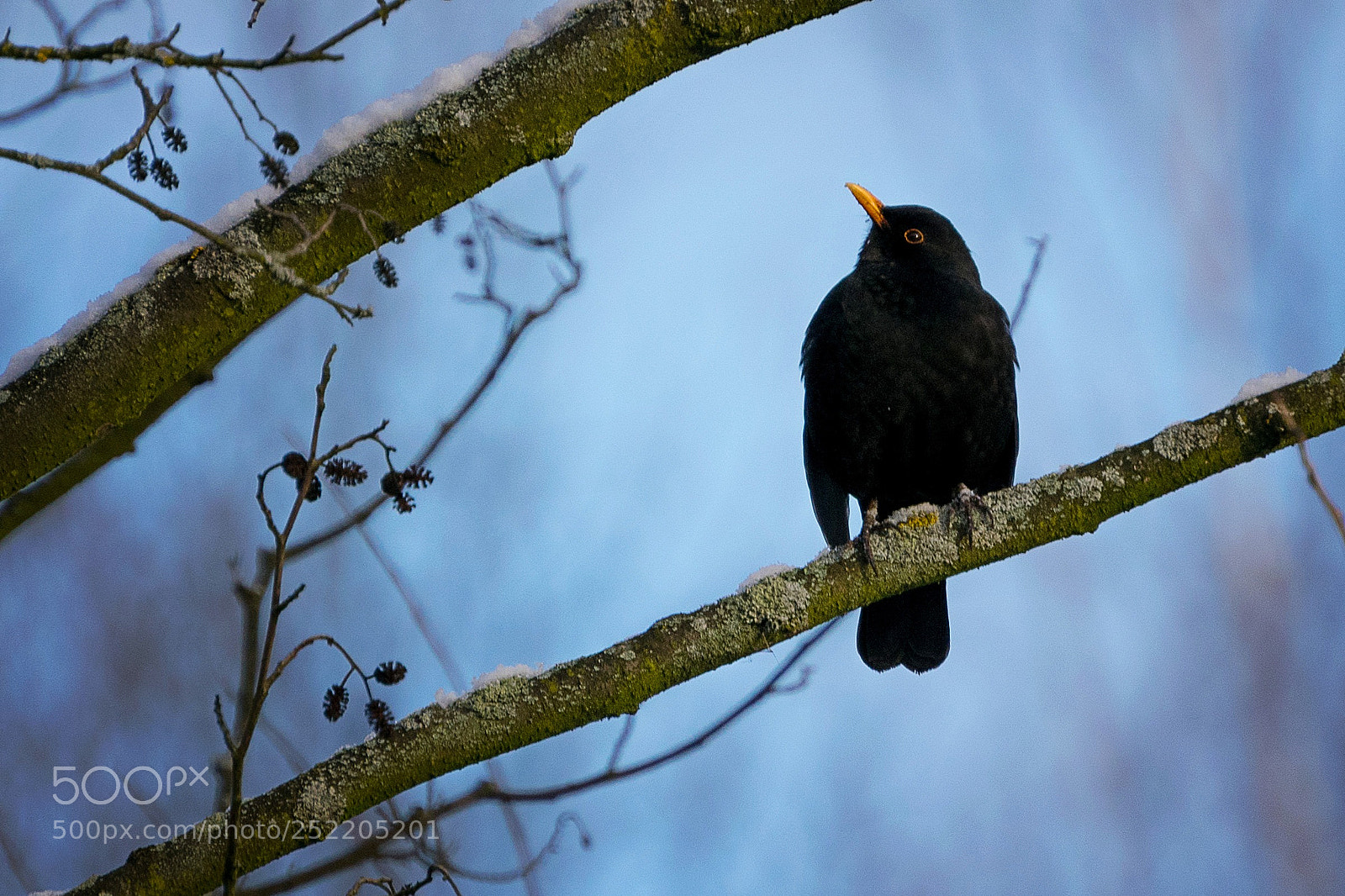 Nikon D5300 sample photo. Blackbird photography