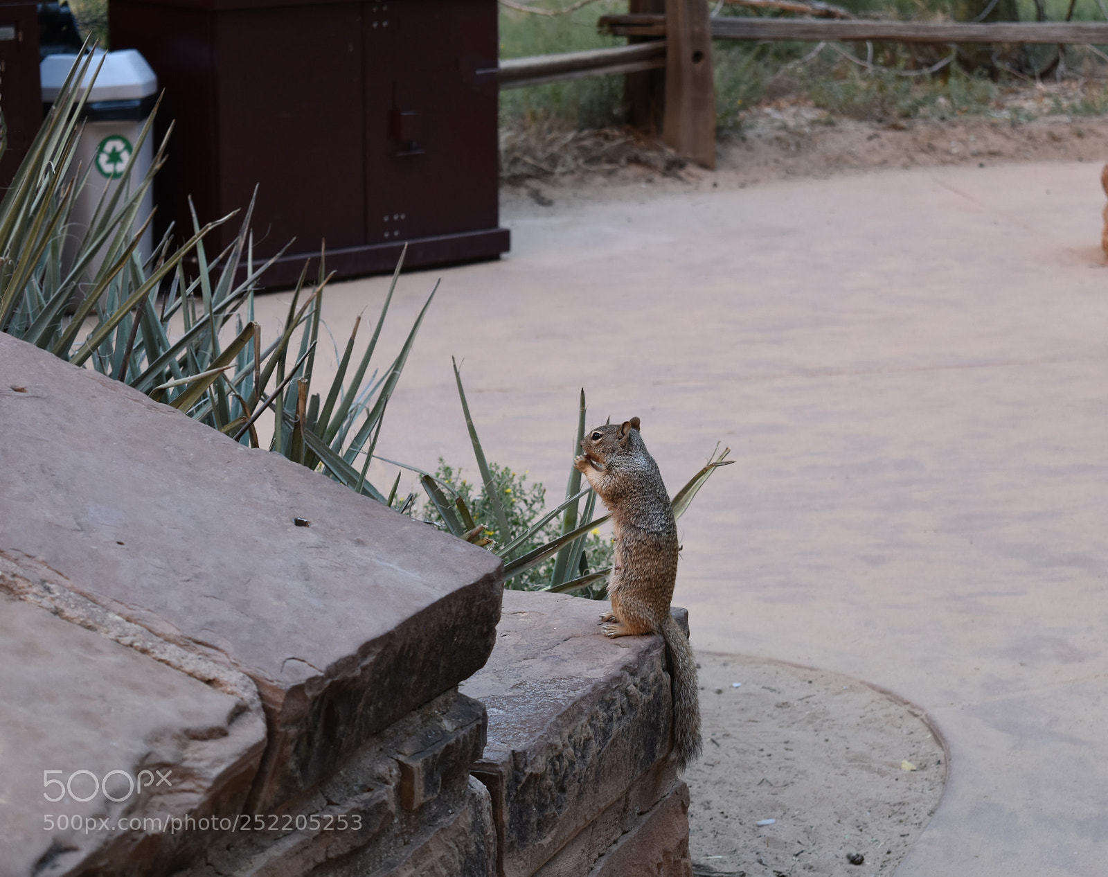 Nikon D5500 sample photo. Squirrel photography